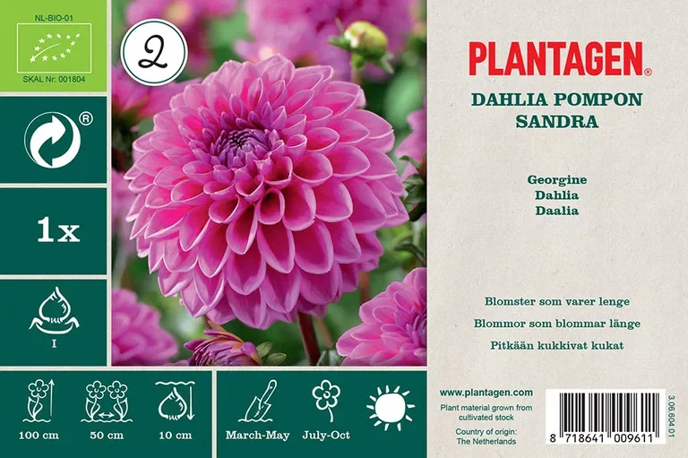 Dahlia Pompon Sandra (Organic)