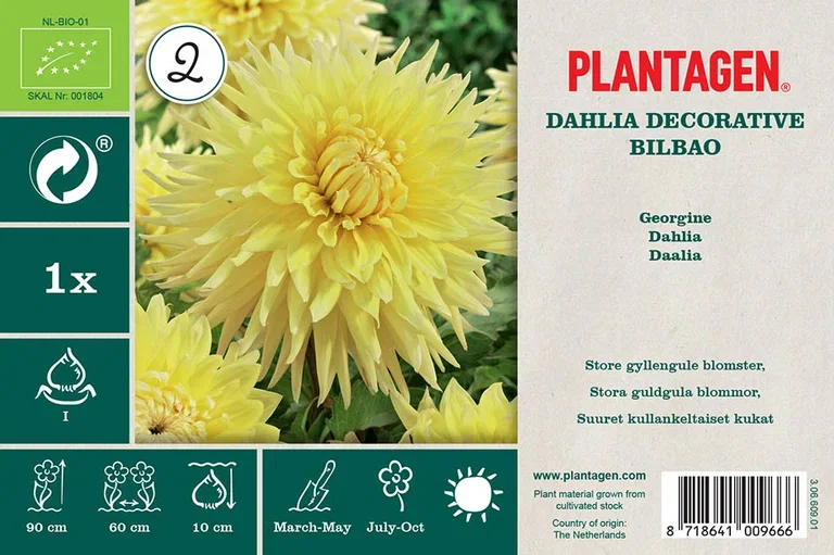 Dekorativdahlia 'Bilbao'