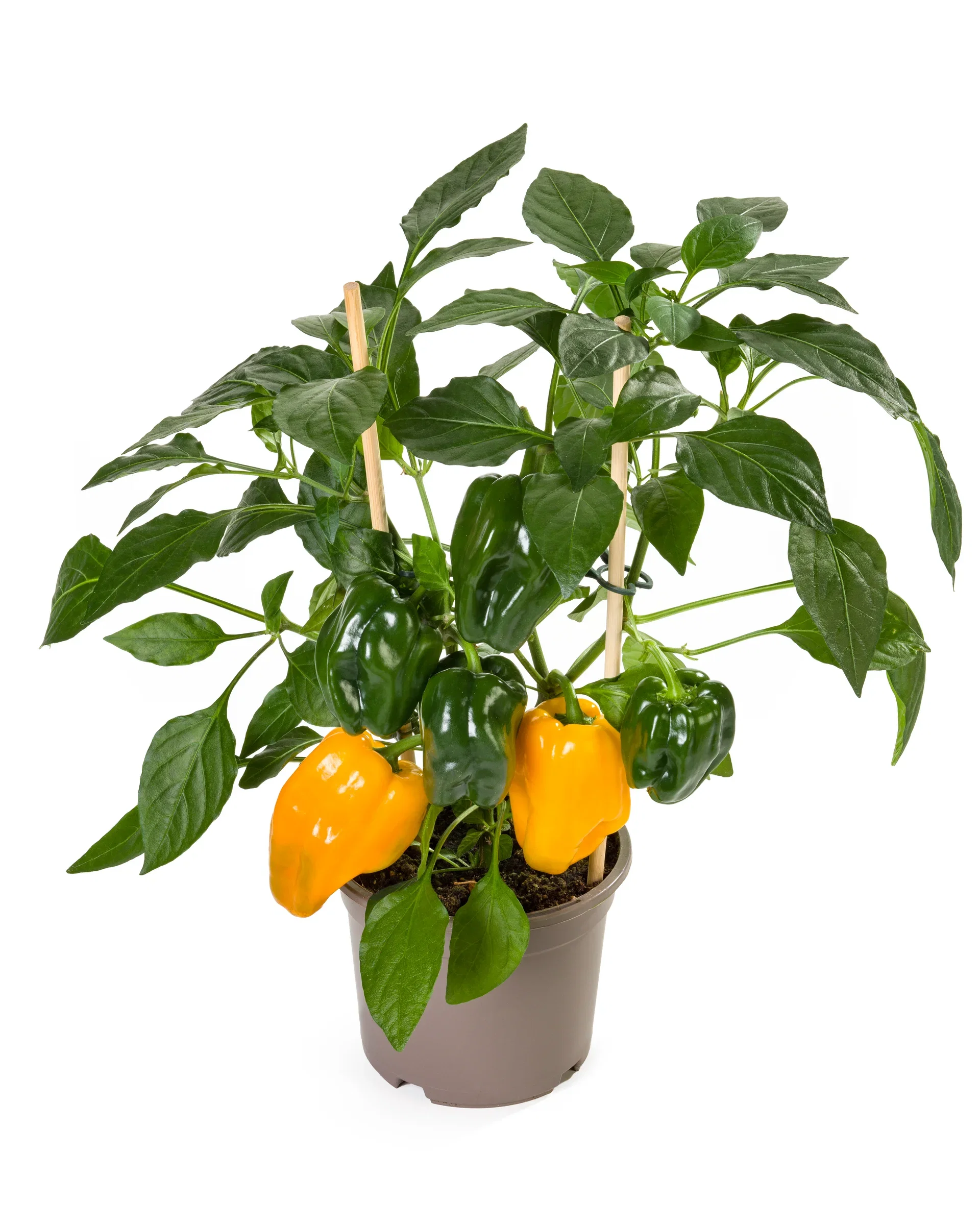 Gul paprika