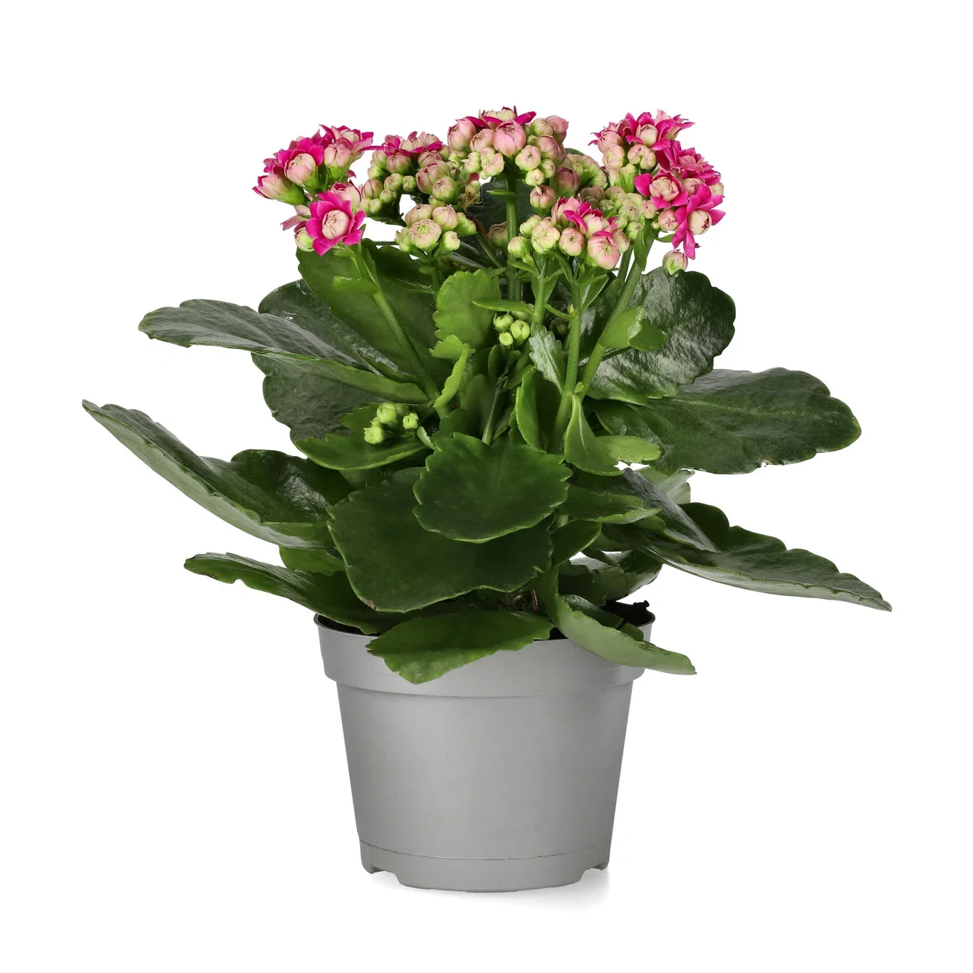 Kalanchoe Dark Pink 10,5 cm