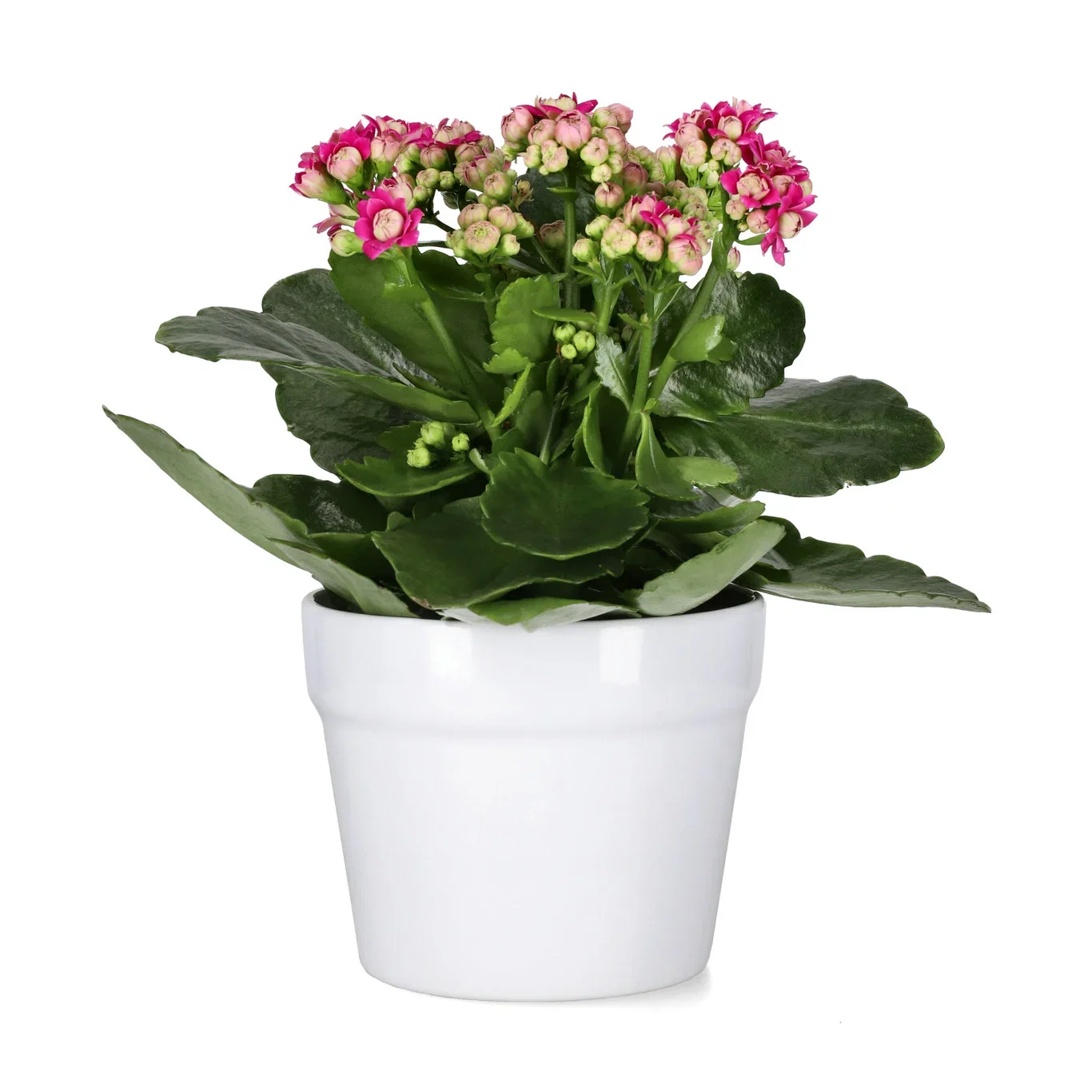 Kalanchoe Dark Pink 10,5 cm