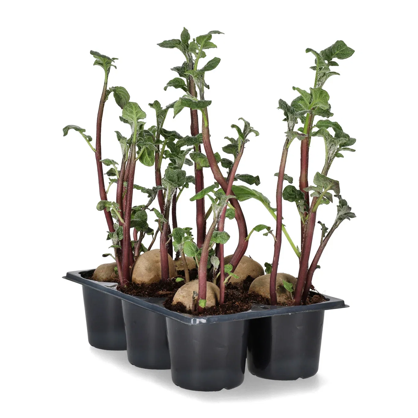 Solanum 'Rocket' 6-pack