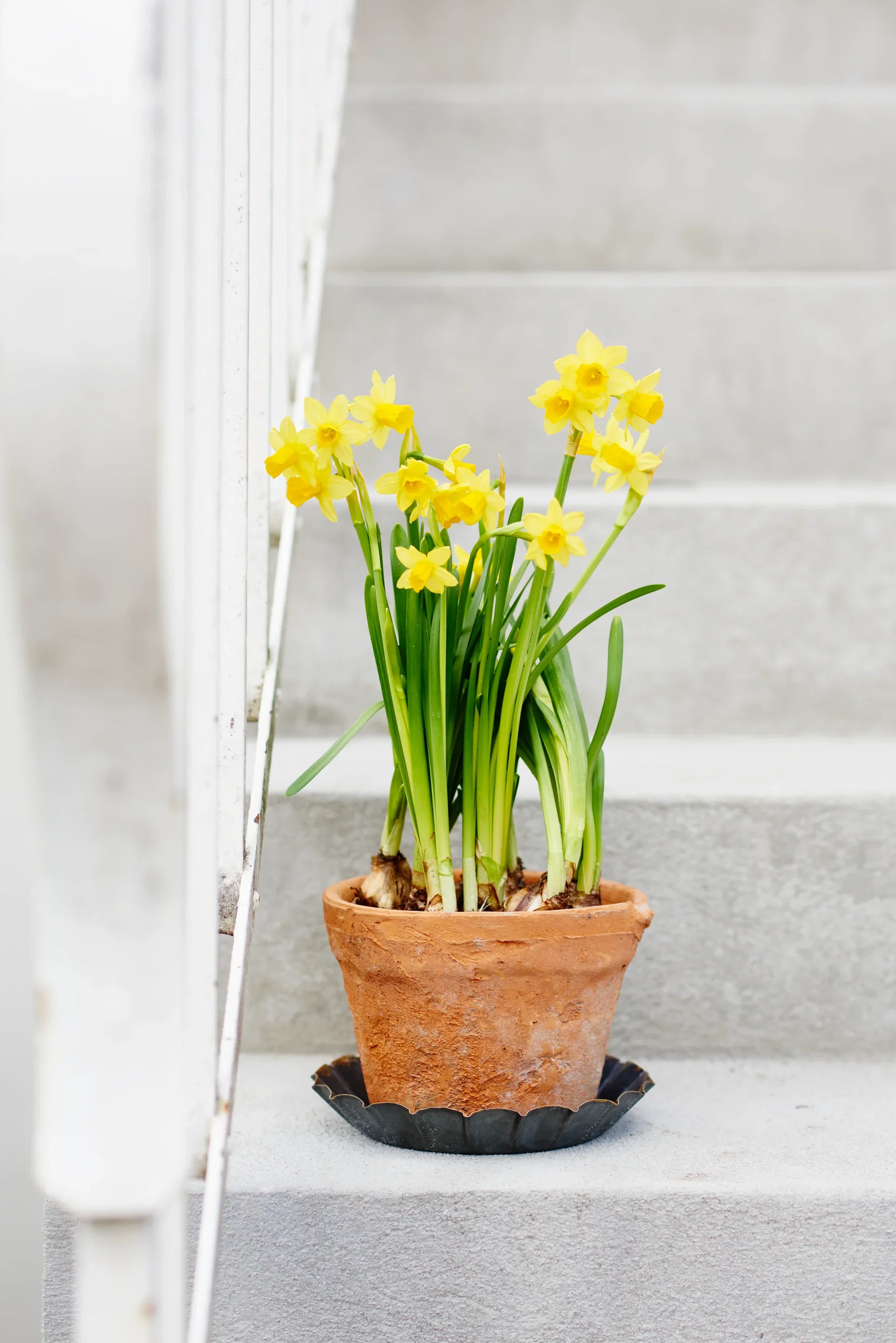 Narcissus 'Tete a Tete' 12 cm
