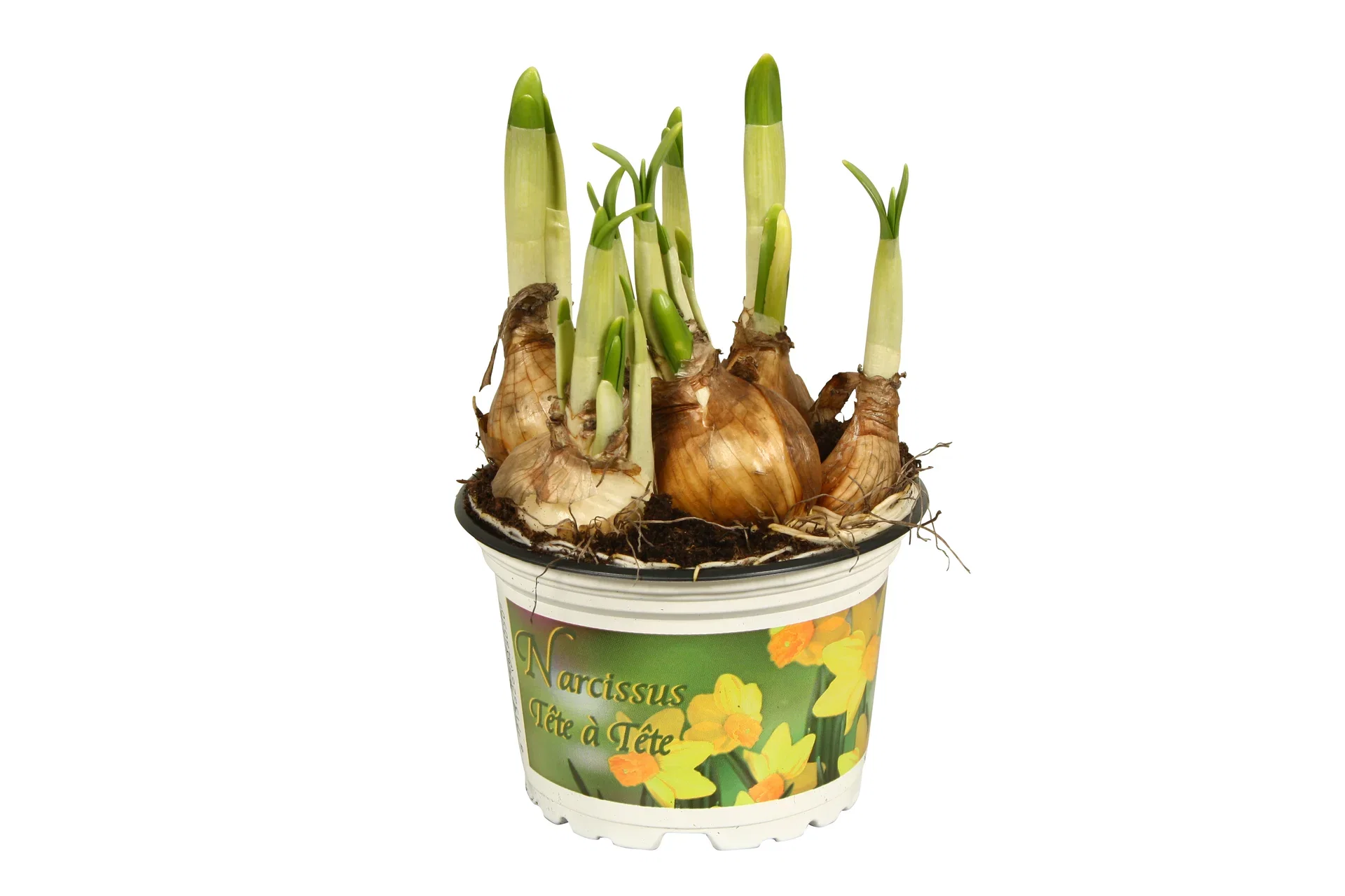 Narcissus 'Tete a Tete' 12 cm