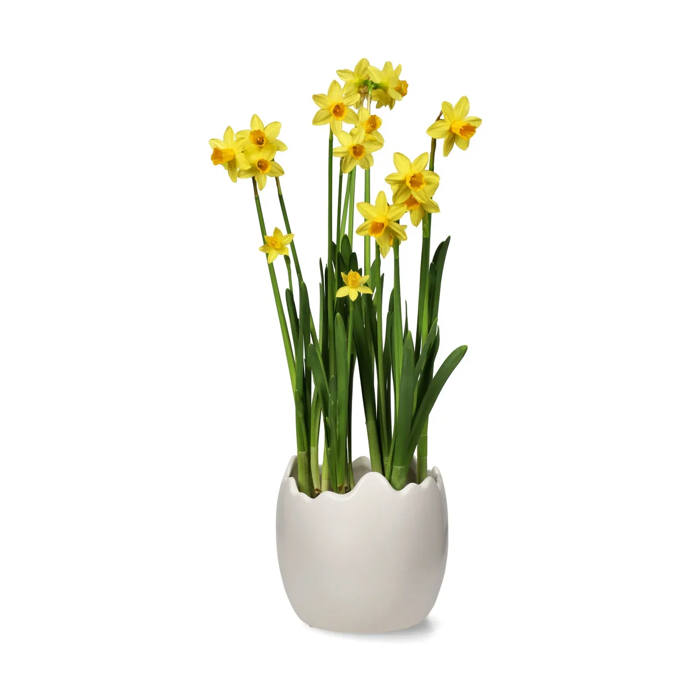 Narcissus 'Tete a Tete' 12 cm
