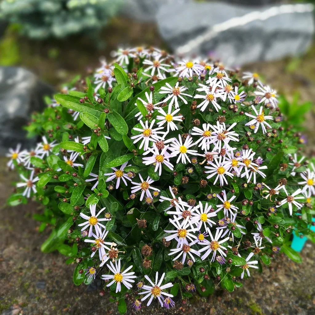 Kalimeris incisa 'Nana Blue'