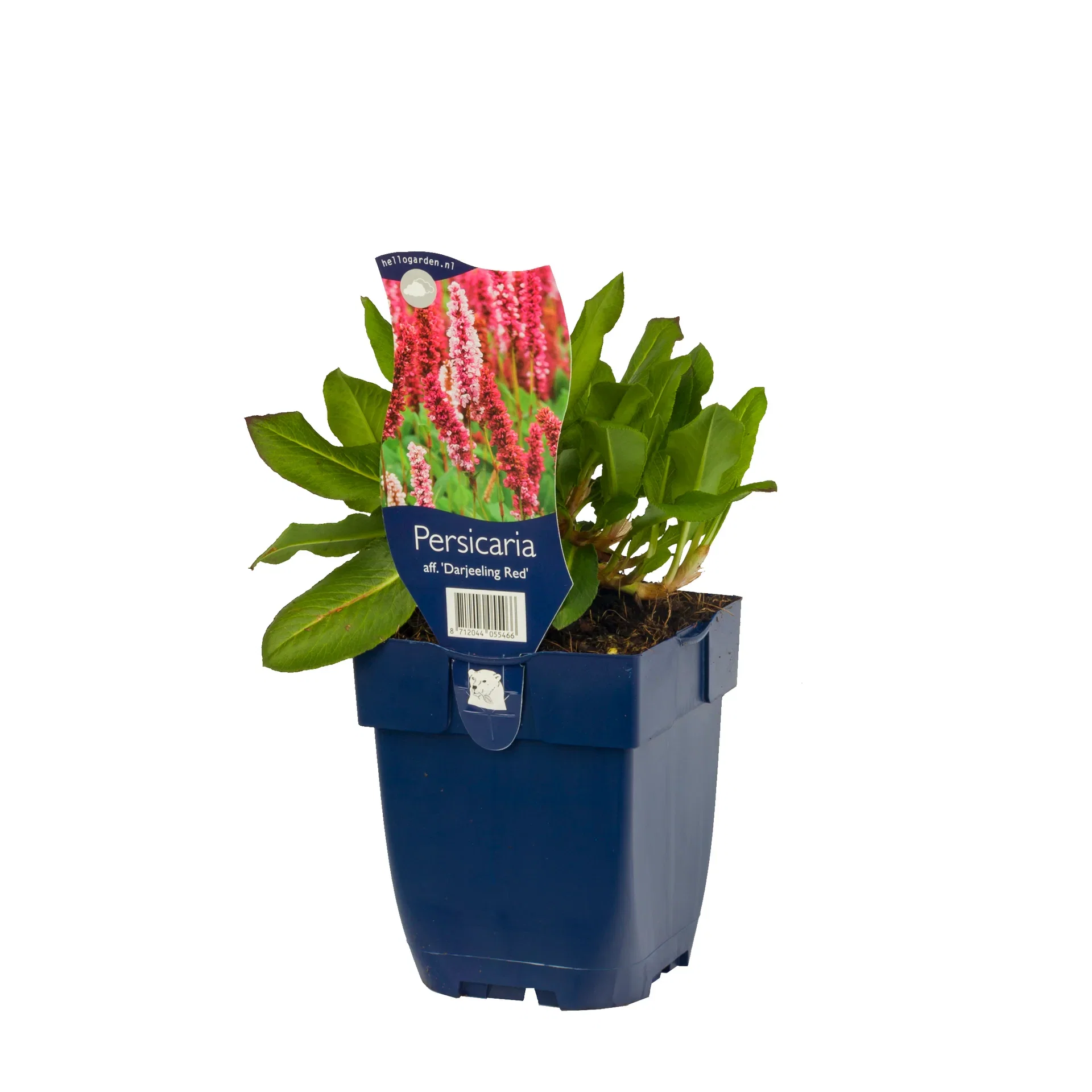 Bergormrot 'Darjeeling Red'