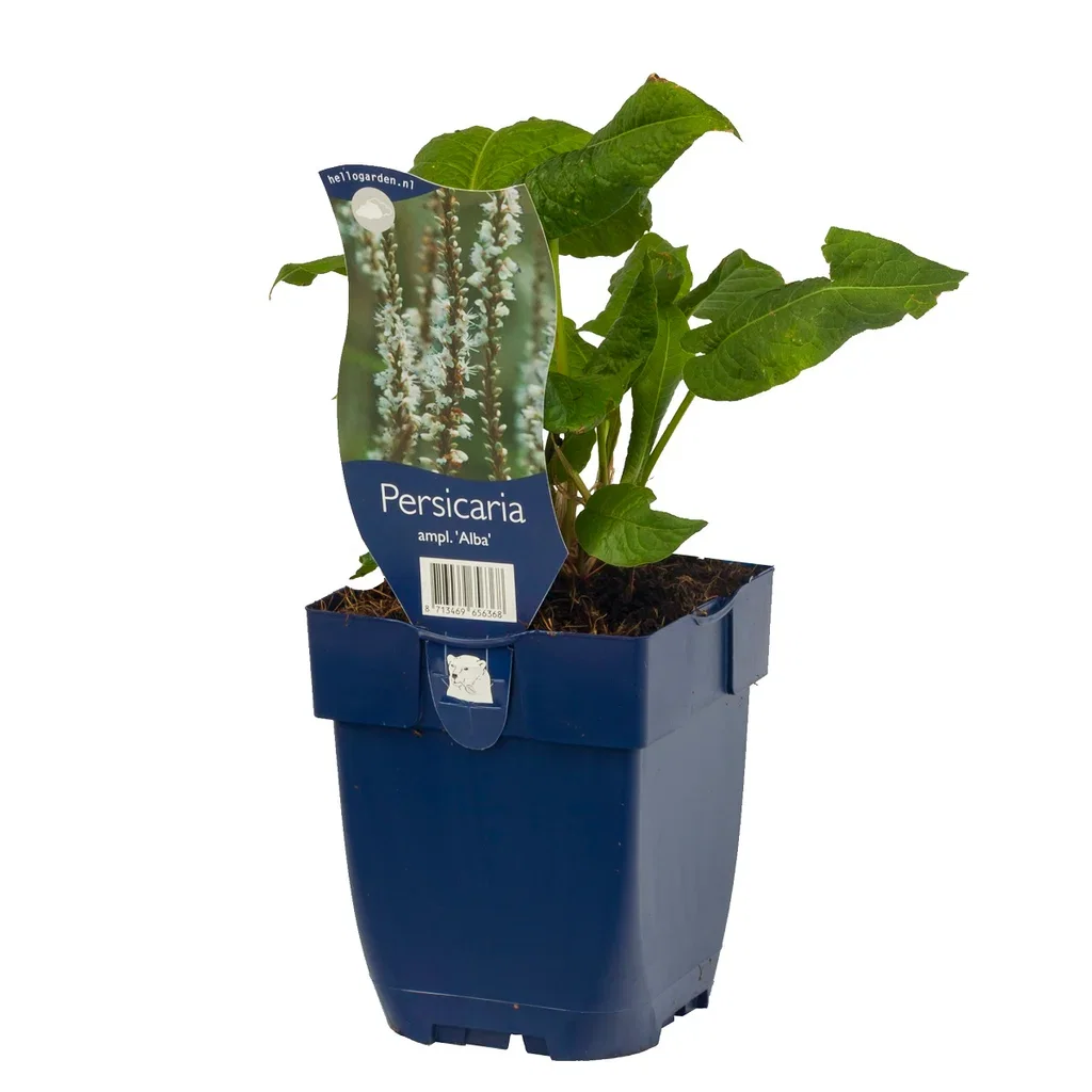 Persicaria ampl. 'Alba'