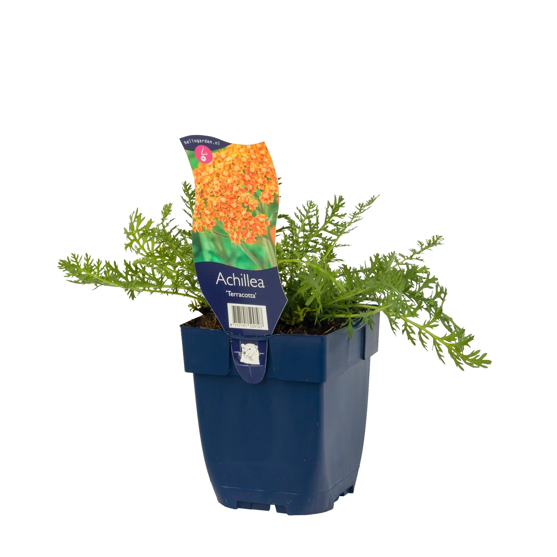 Achillea 'Terracotta'