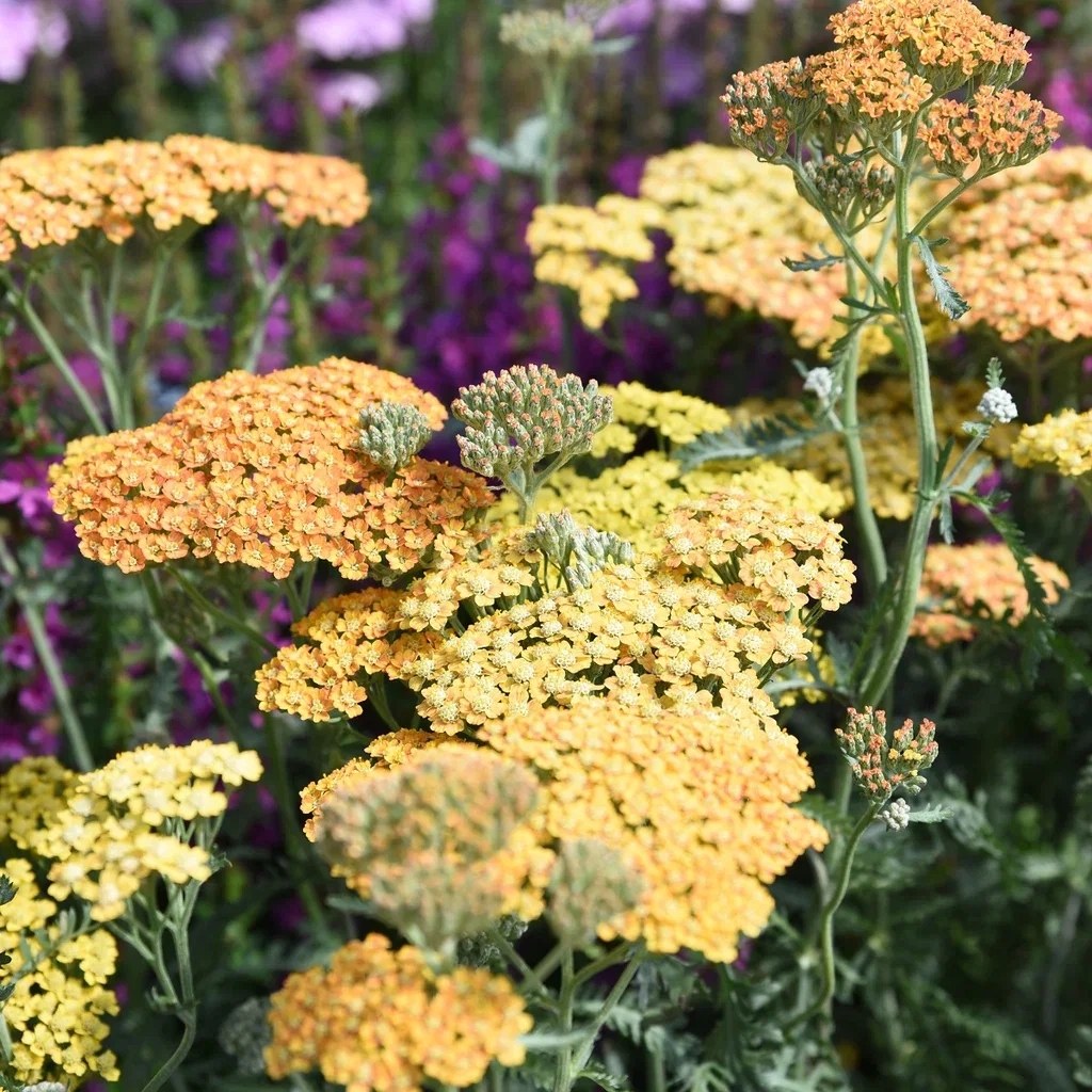 Achillea 'Terracotta'