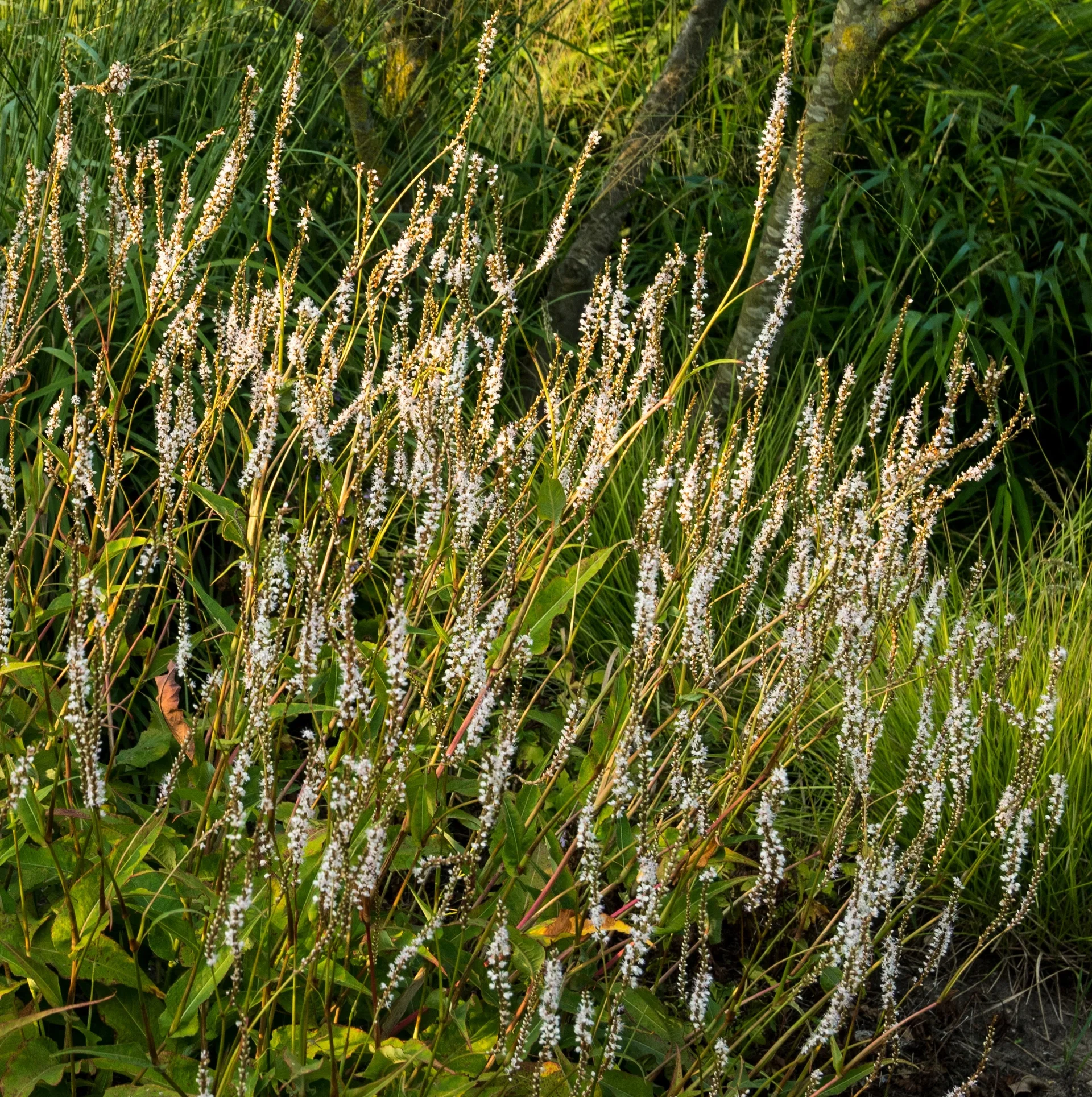 Persicaria ampl. 'Alba'