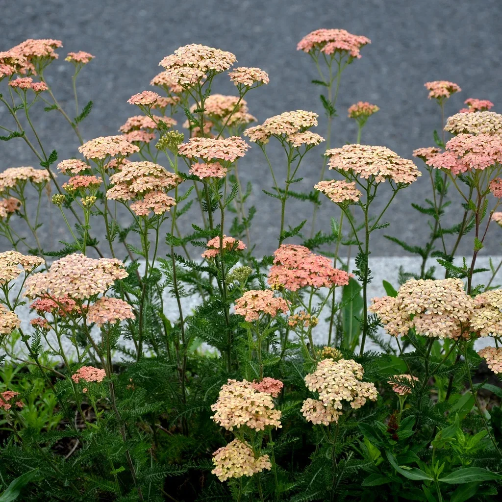 Achillea 'Terracotta'