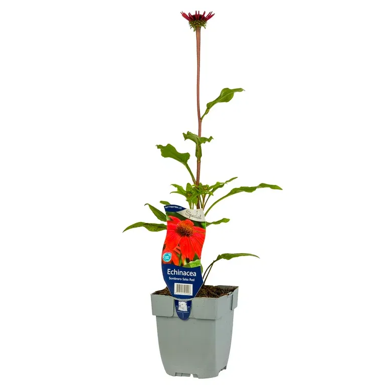 Solhatt SOMBRERO SALSA RED