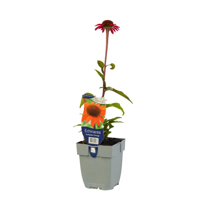 Solhatt SUNSEEKERS ORANGE