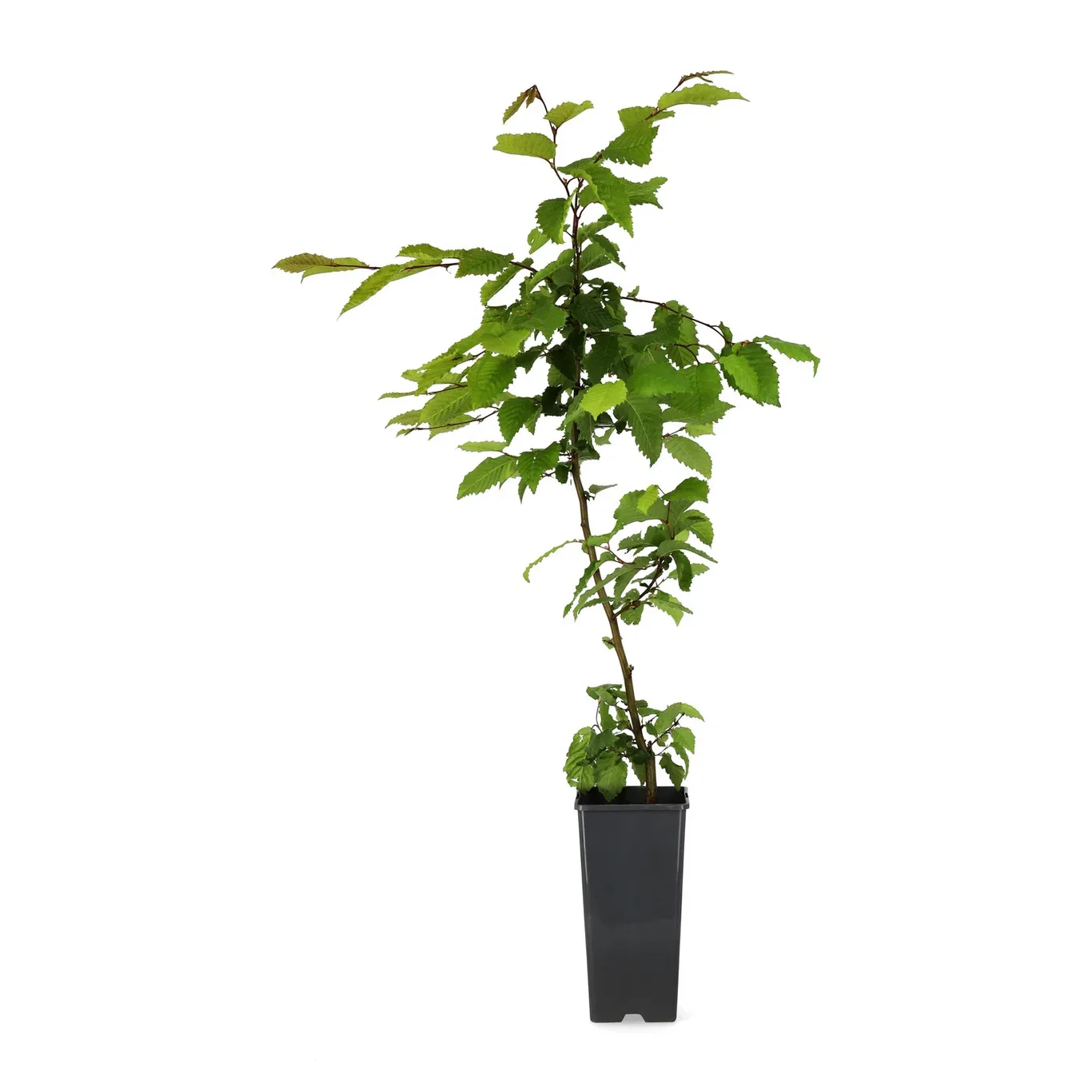 Avenbok