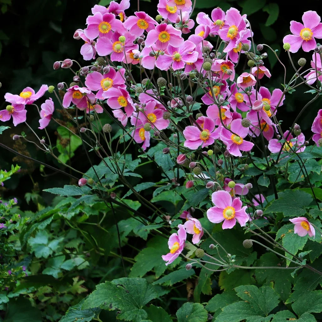 Höstanemon 'Splendens'