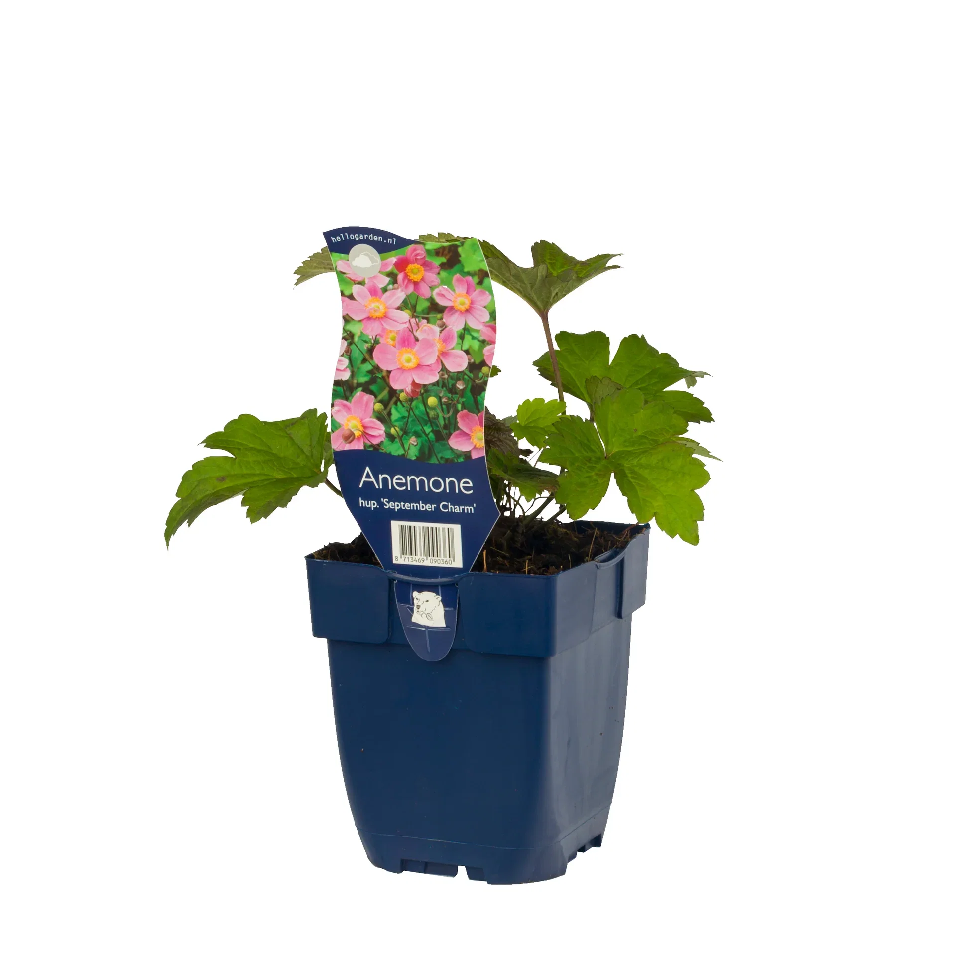 Höstanemon 'September Charm'