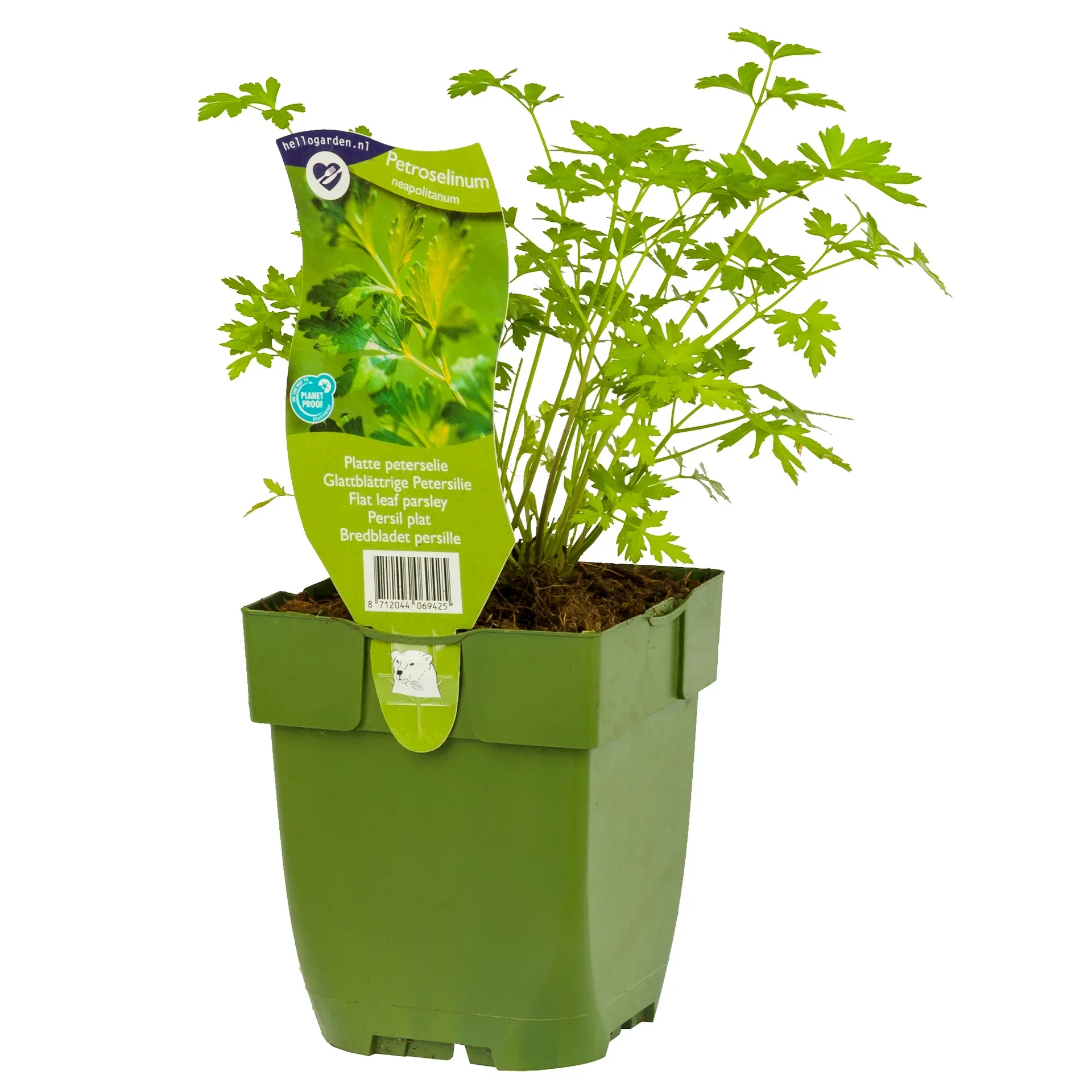 Slätbladig persilja