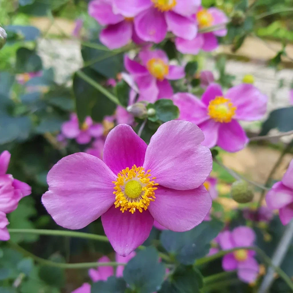 Höstanemon 'Splendens'