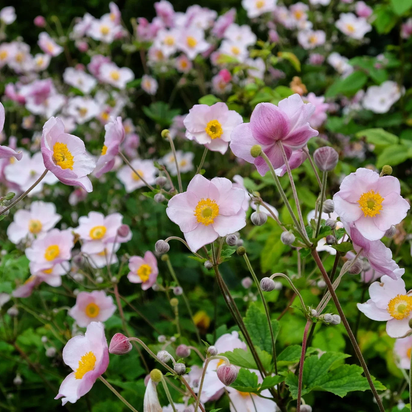 Höstanemon 'September Charm'