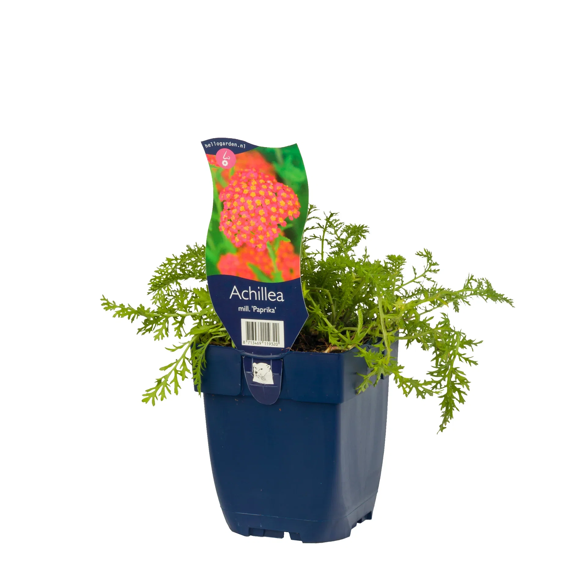 Rölleka 'Paprika'