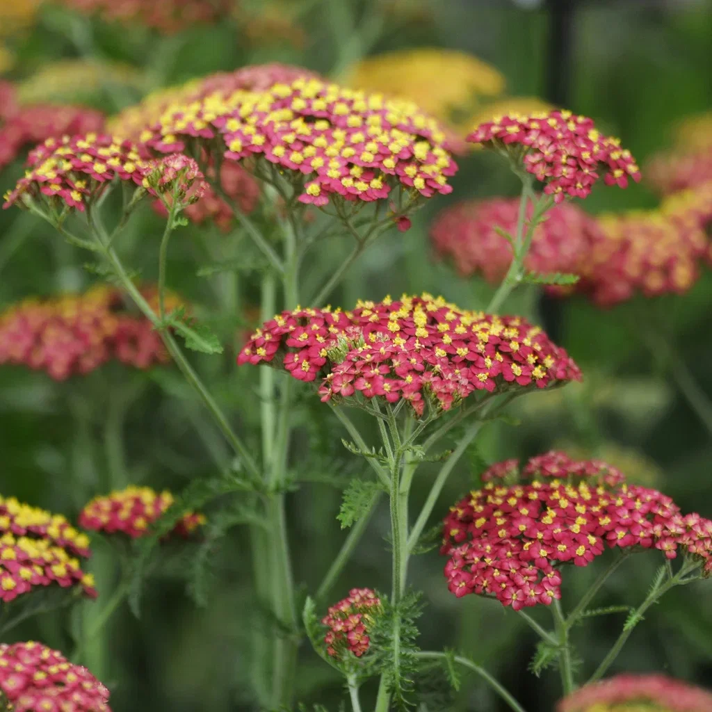 Rölleka 'Paprika'
