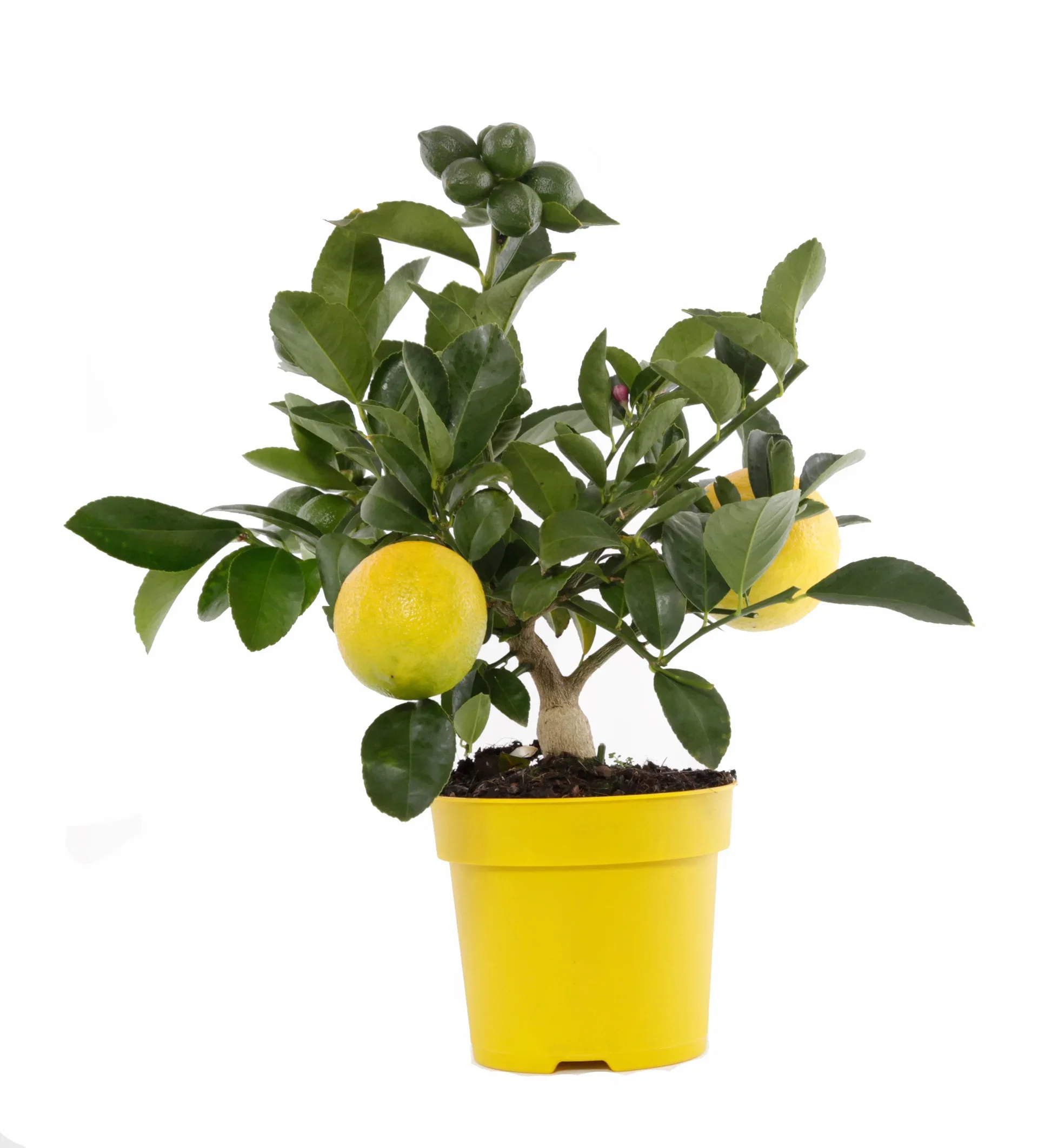 Citrus x meyer 'Lemon' 14 cm