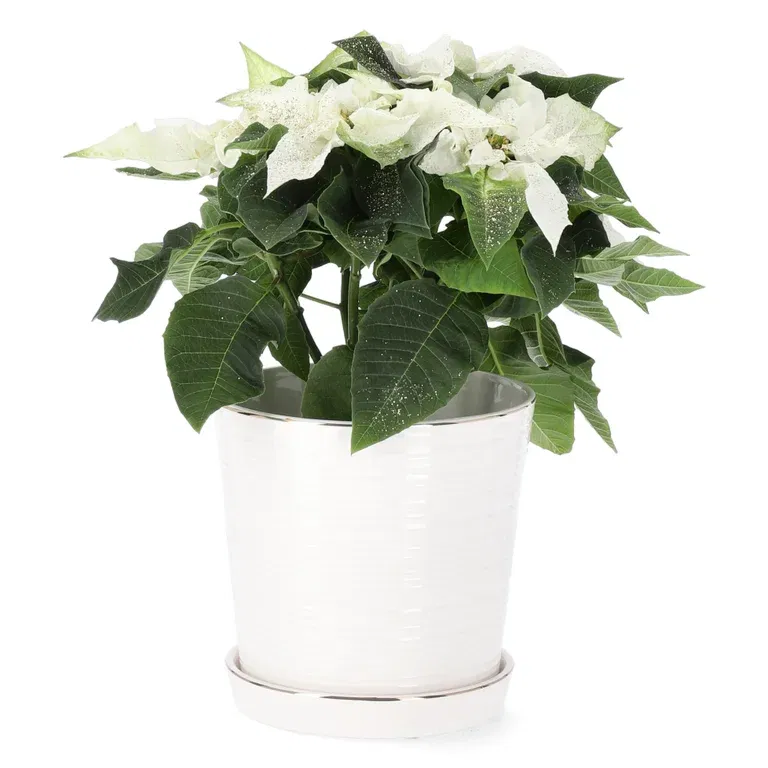 Julstjärna ’Princettia White'