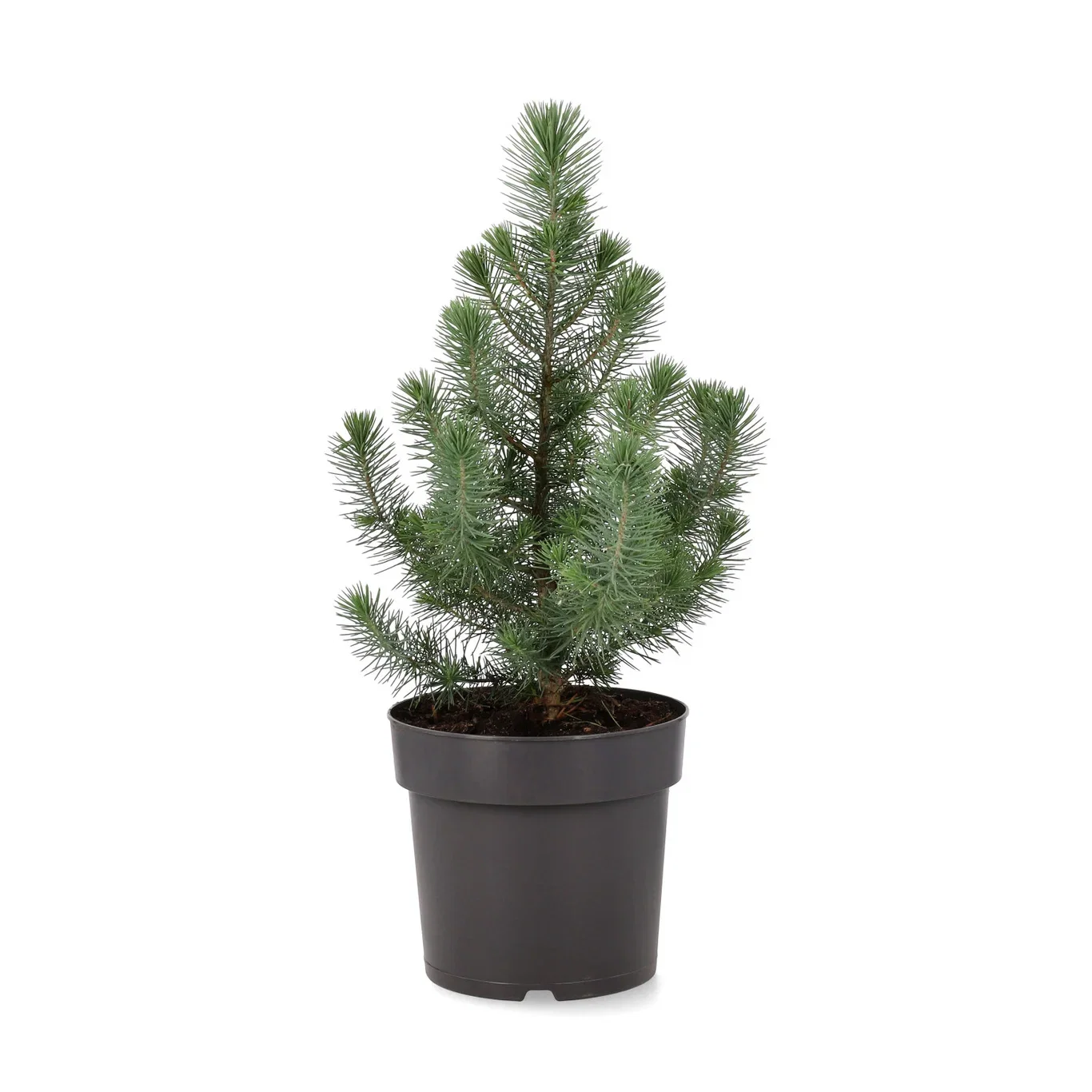 Pinje 'Silver Crest'