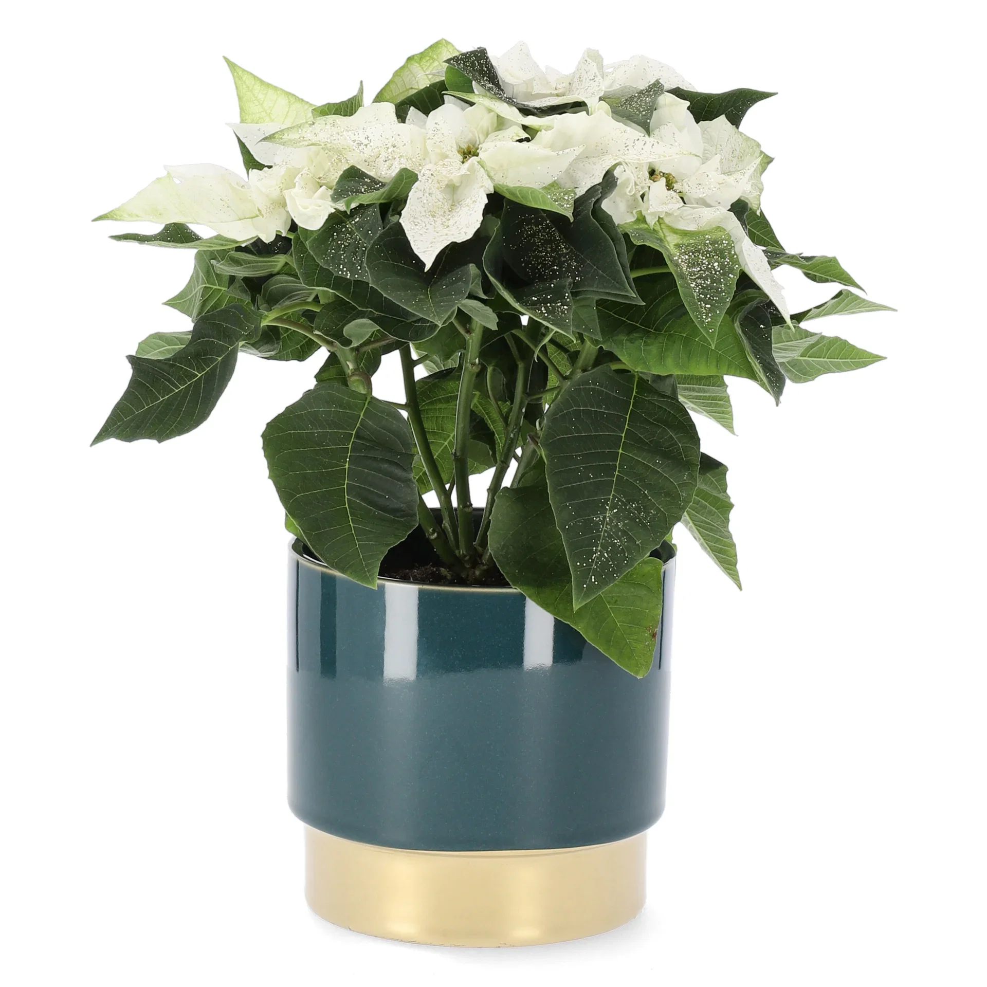 Julstjärna ’Princettia White'