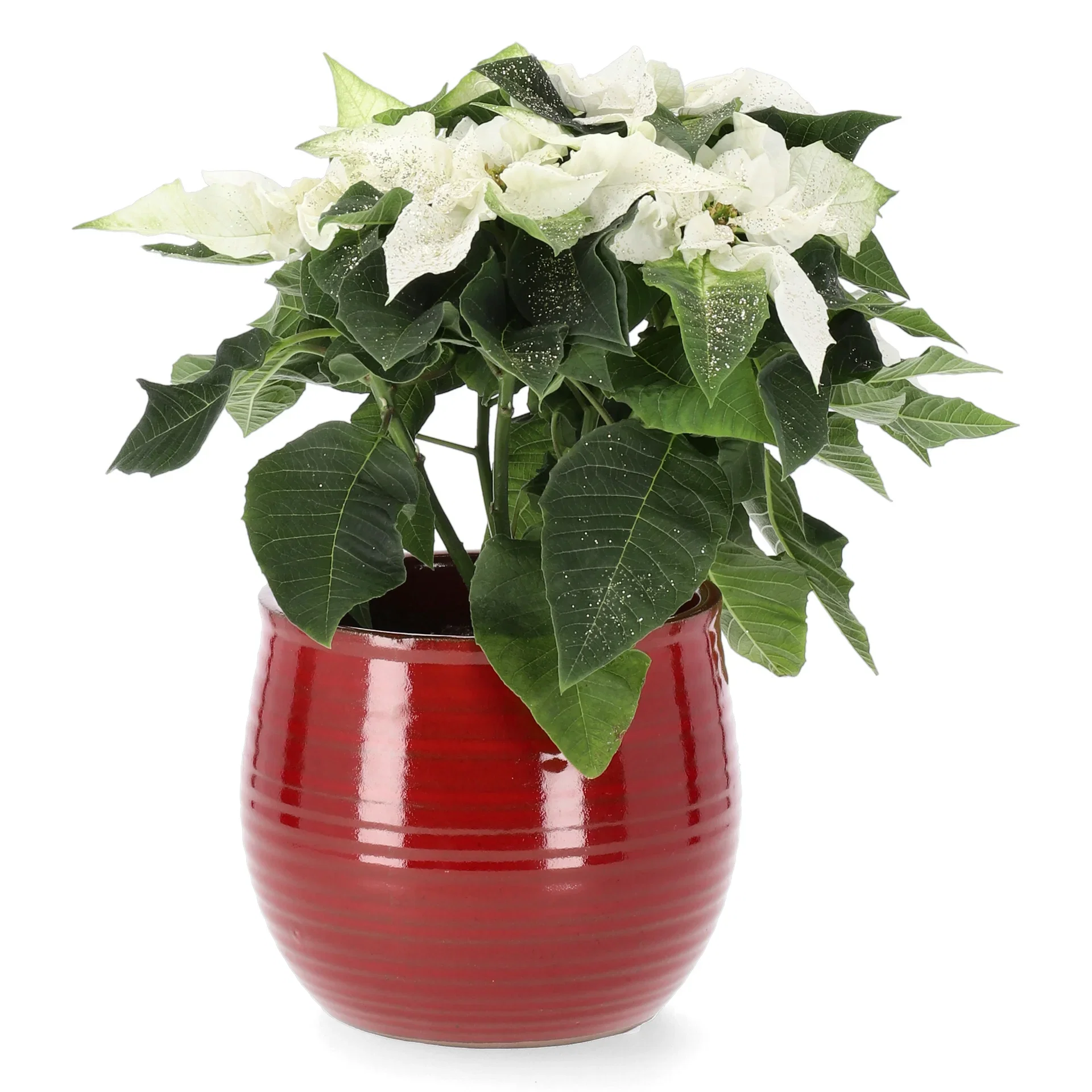 Julstjärna ’Princettia White'