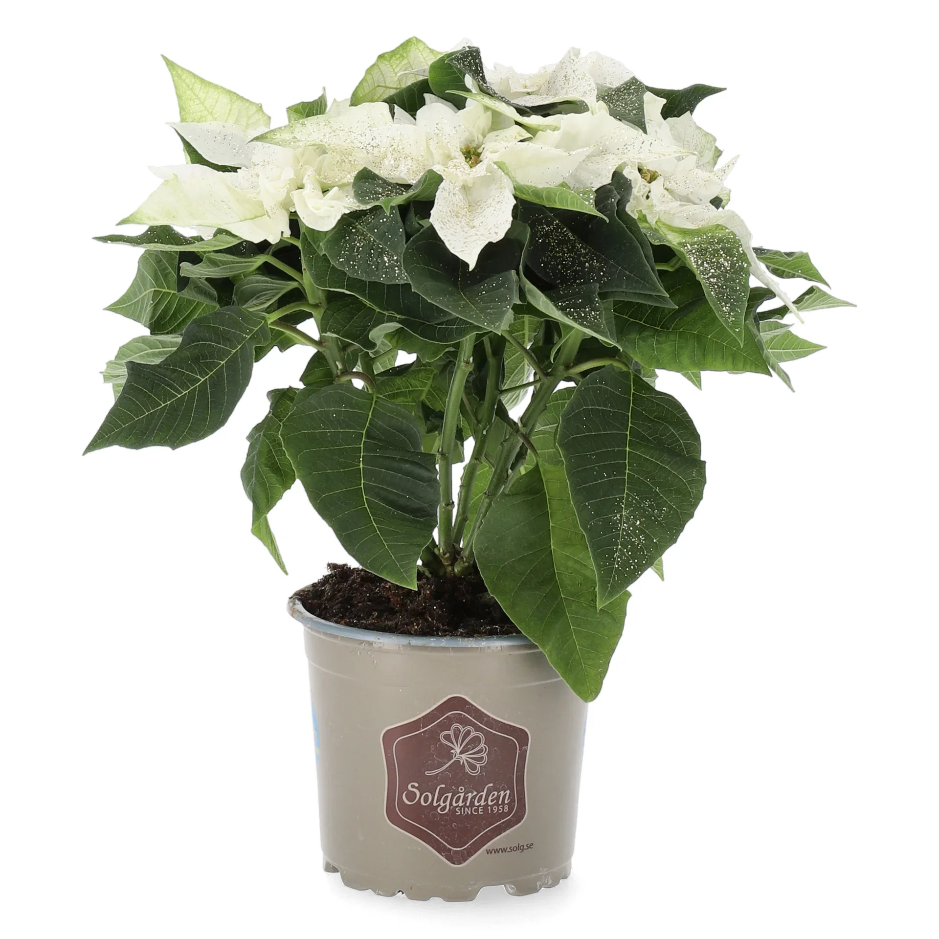 Julstjärna ’Princettia White'