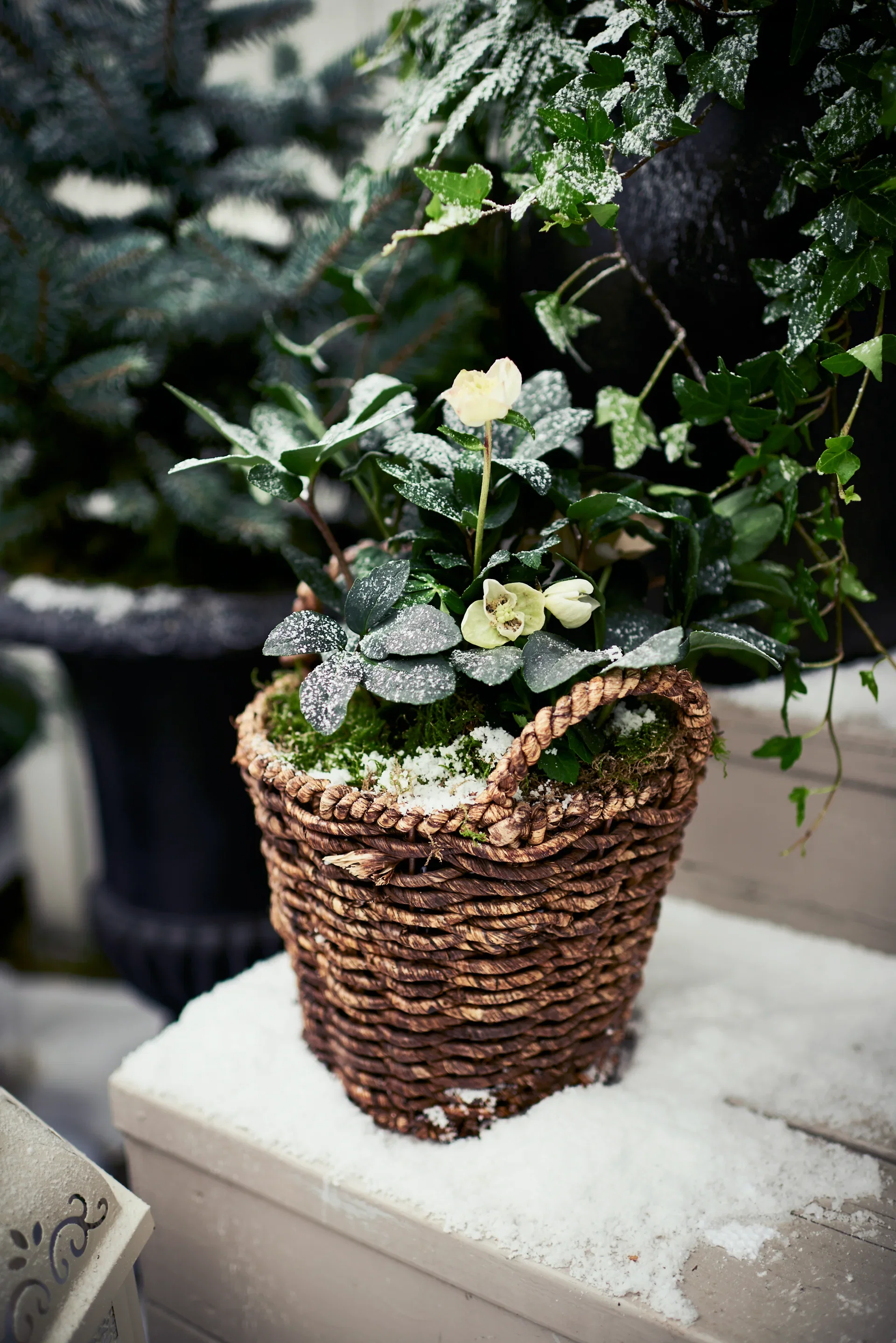 Helleborus n. G.C. ® 15 cm