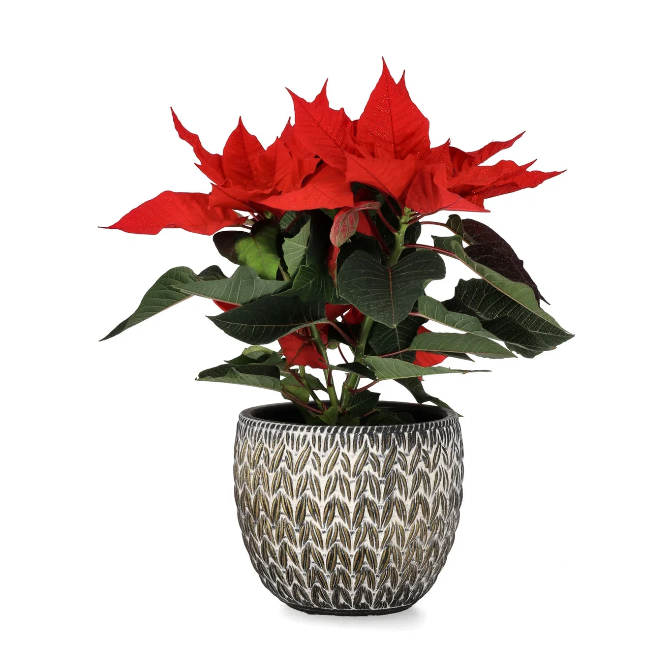 Euphorbia pulch. branched Red Glitter 13 cm