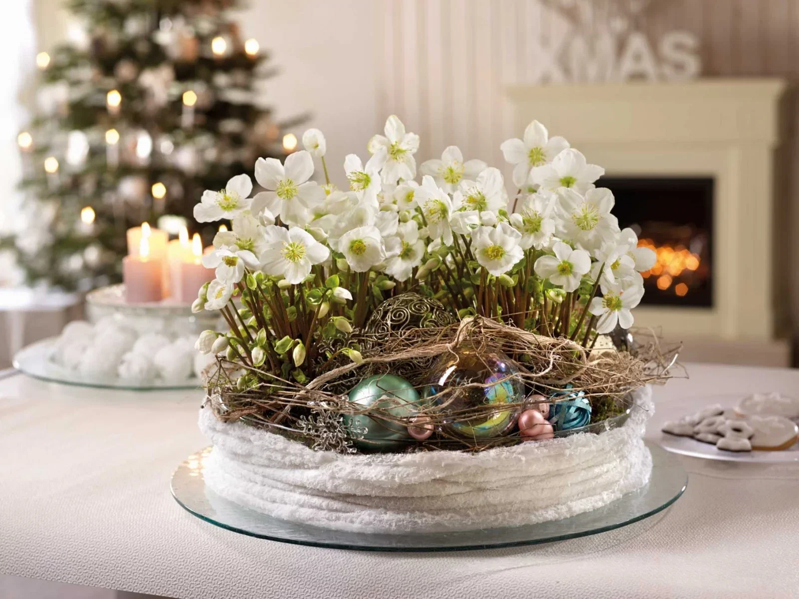 Julros 'Verboom Beauty'