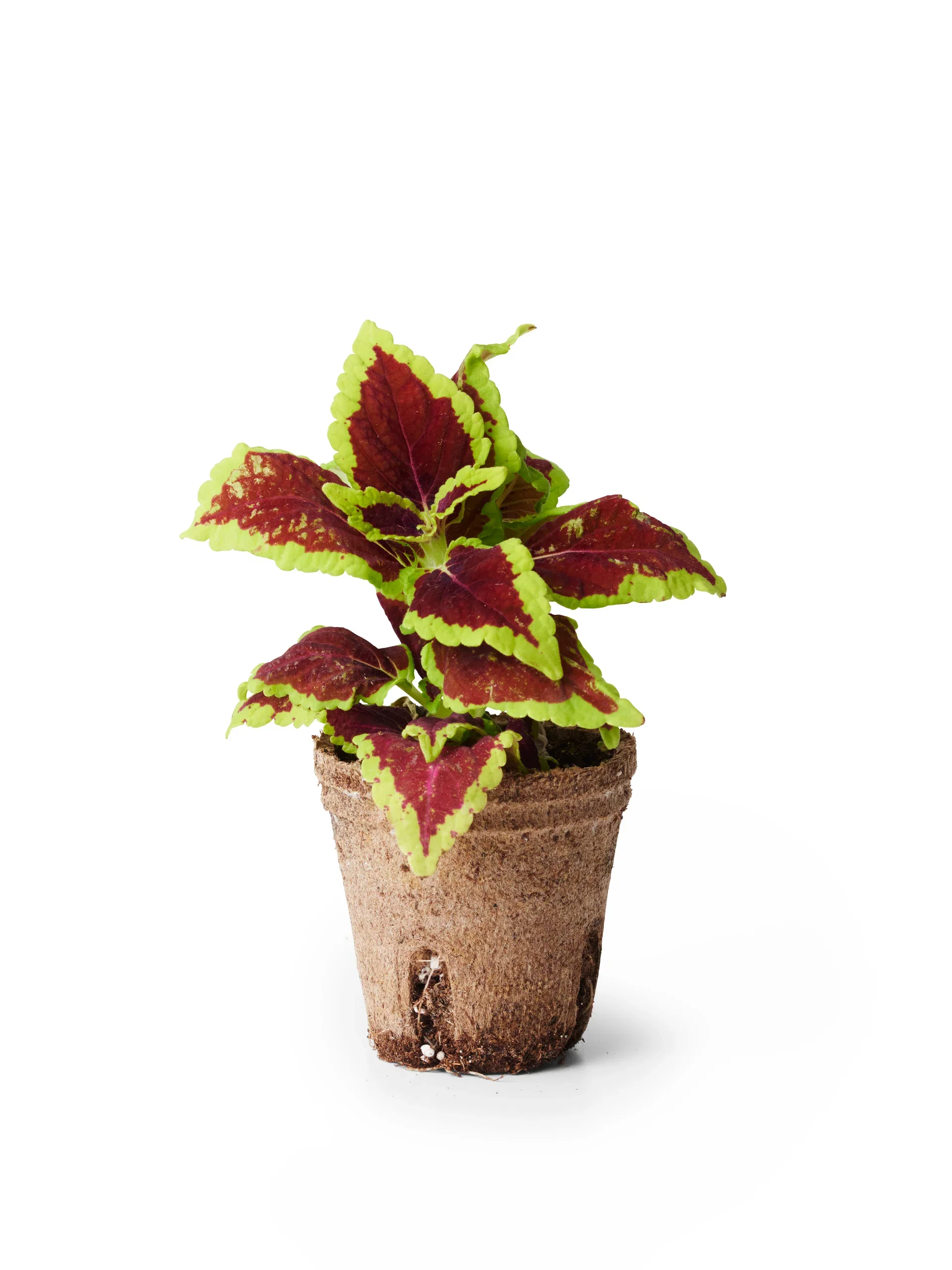 Coleus 6 cm