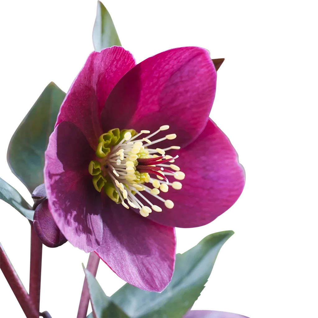 Julros 'Anna's Red'