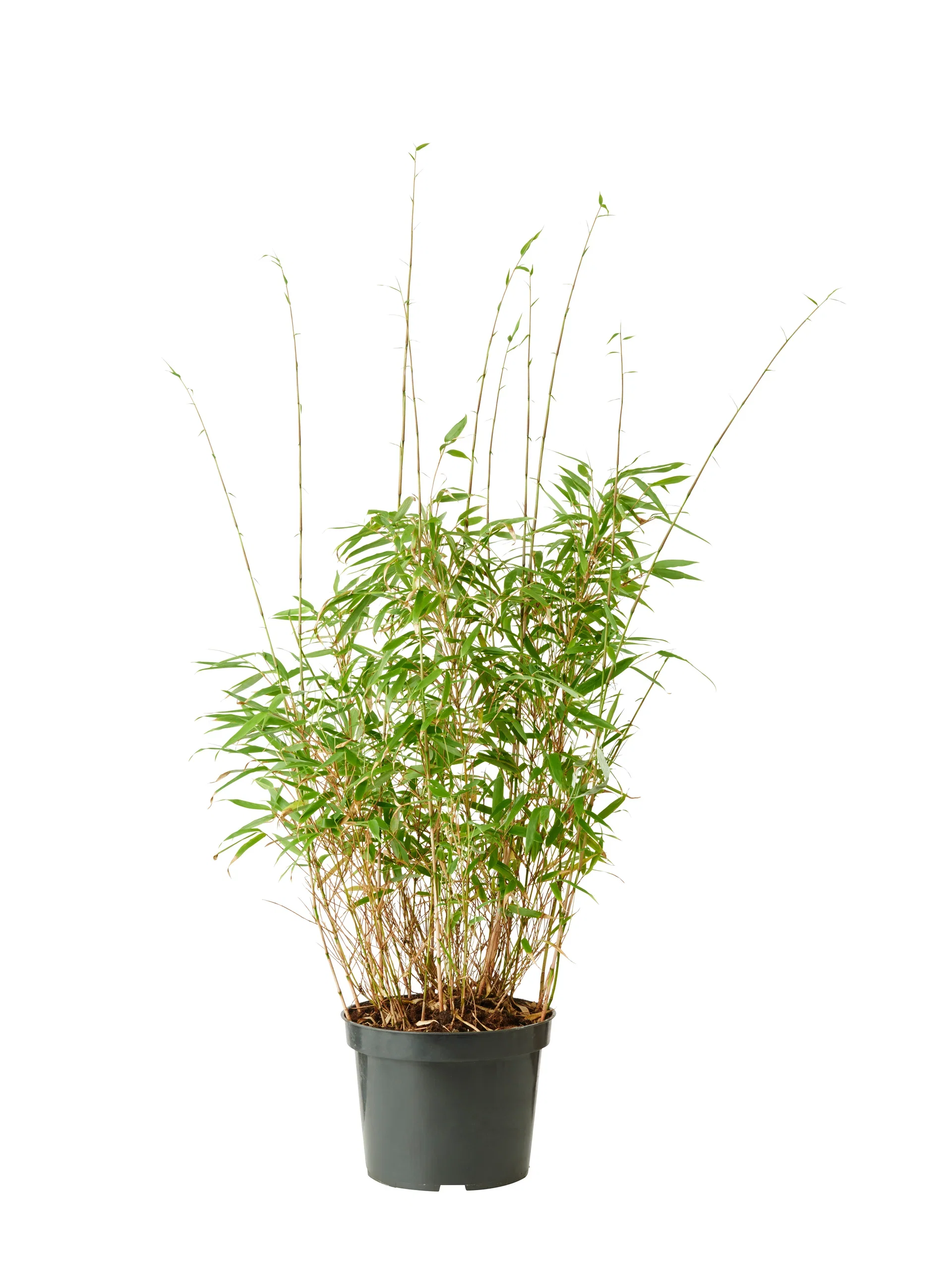 Bergbambu 'Rufa'