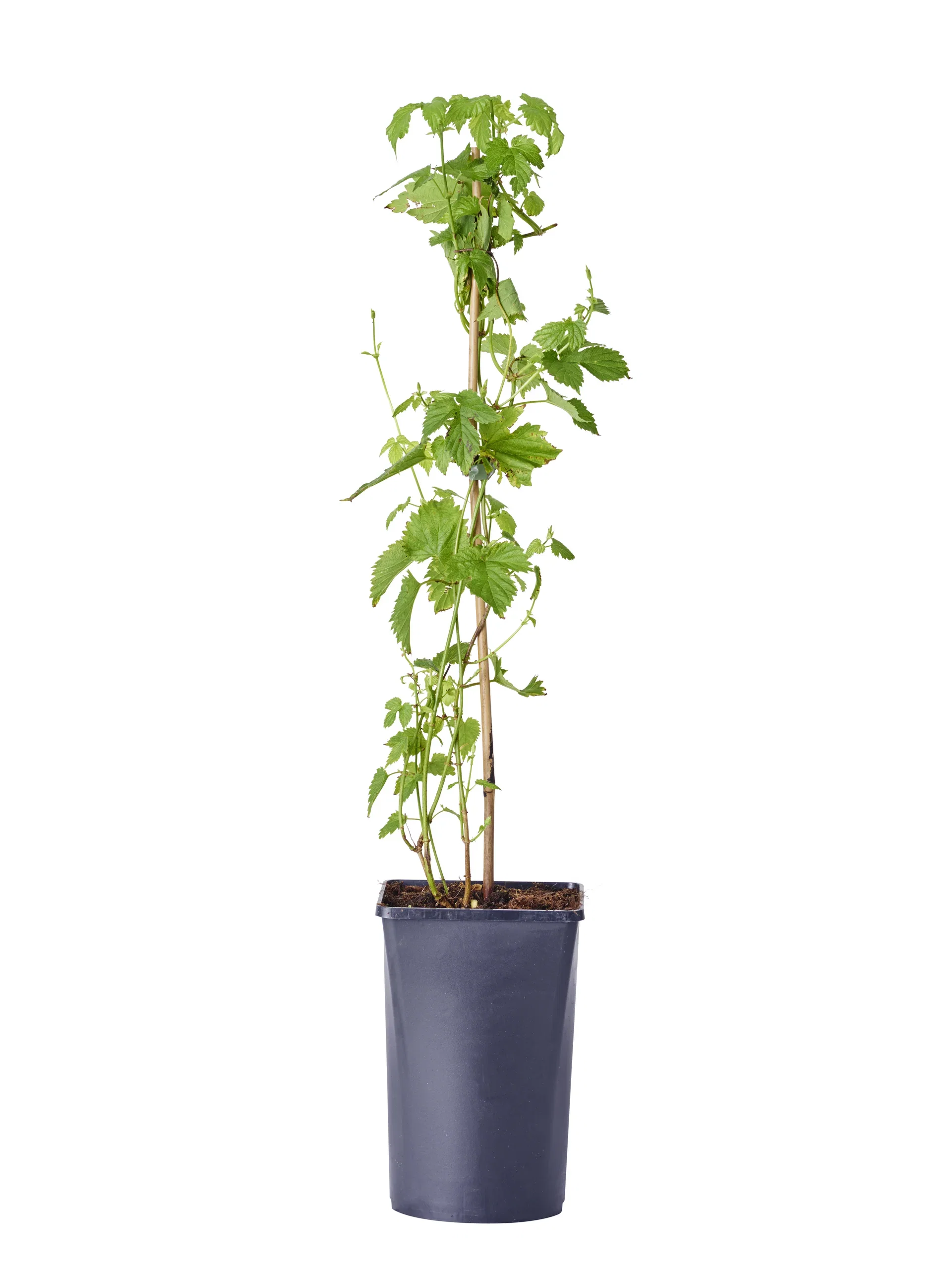 Humulus lupulus 'Nordbrau' 15cm
