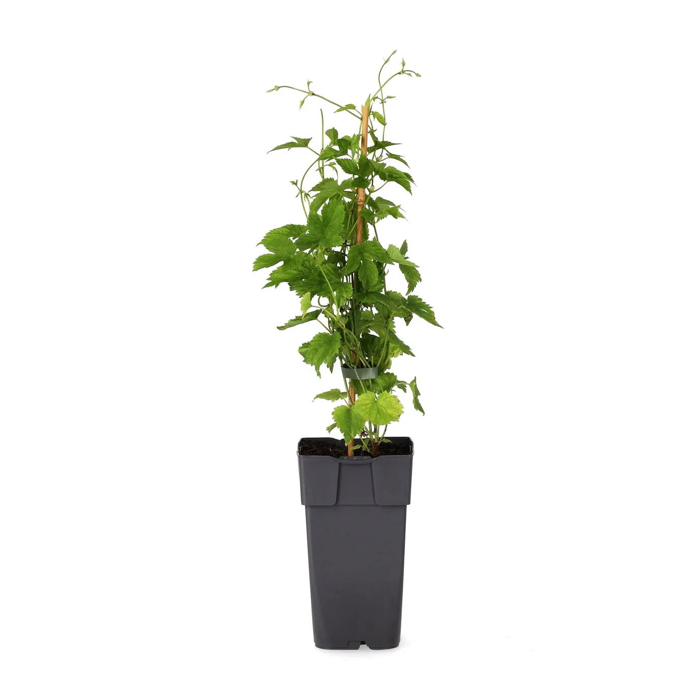 Humulus lupulus 'Nordbrau' 15cm