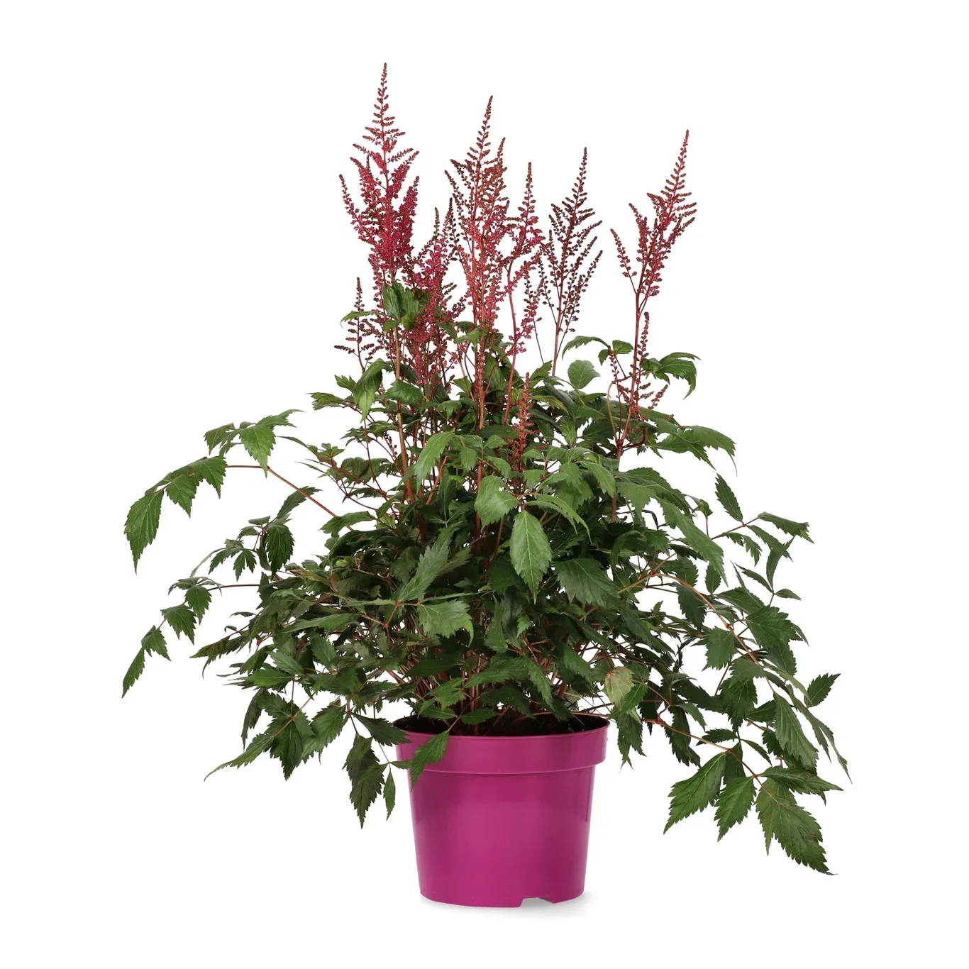 Silverastilbe