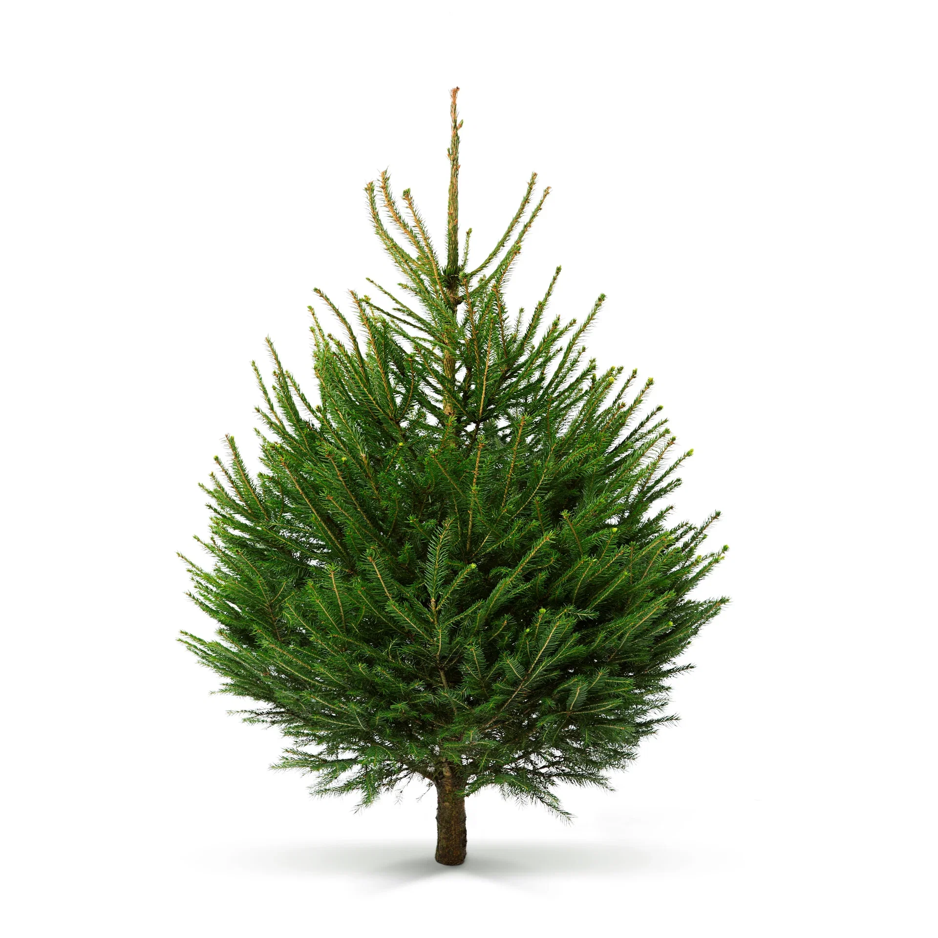 Picea abies 110-150 cm