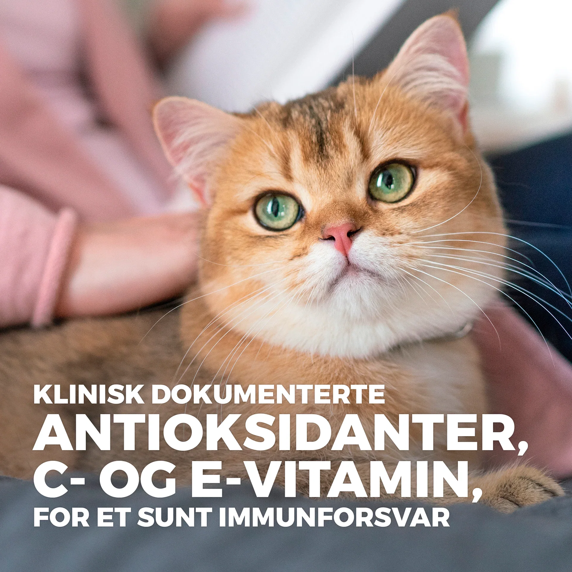 SP Feline Senior Chicken 1.5kg