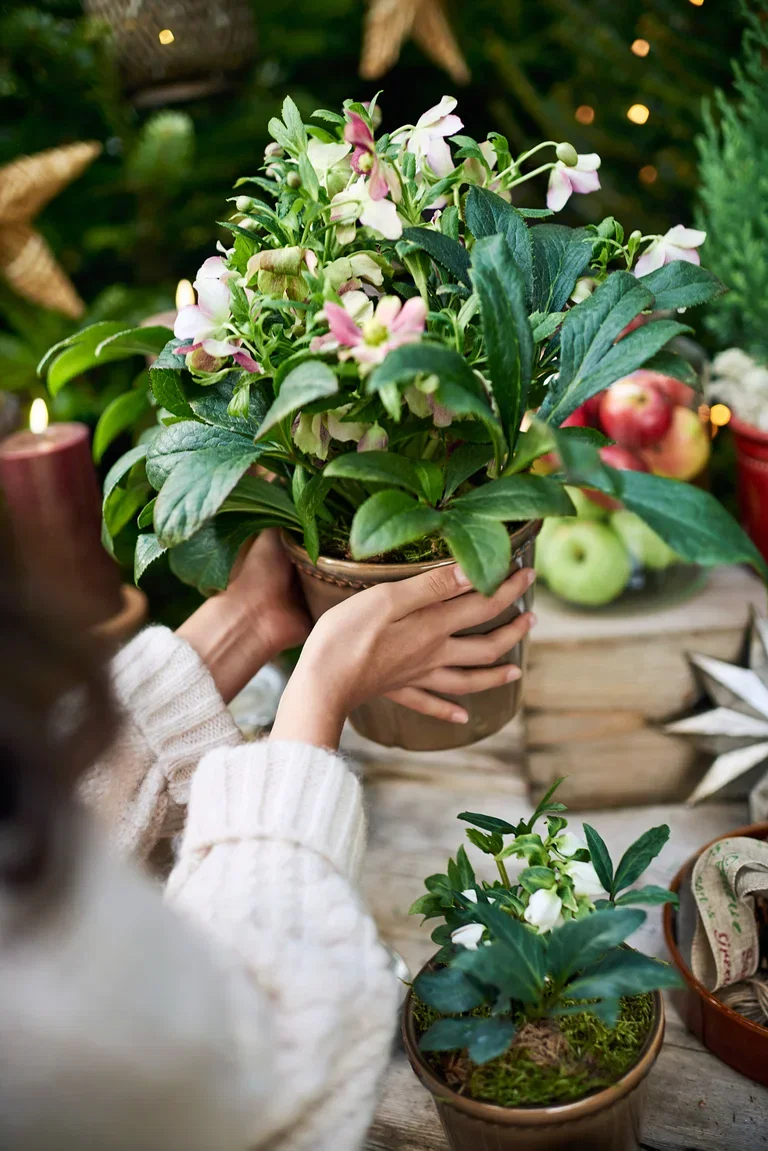 Helleborus 'Viv Victoria' 17 cm