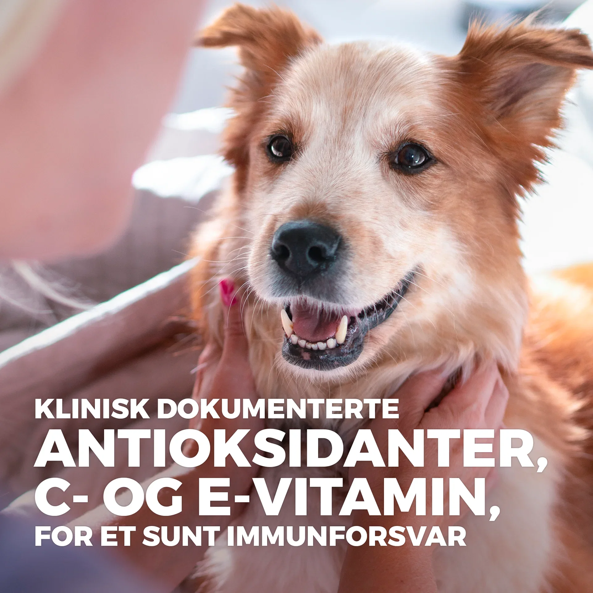 HILL'S Small & Mini Senior 11+