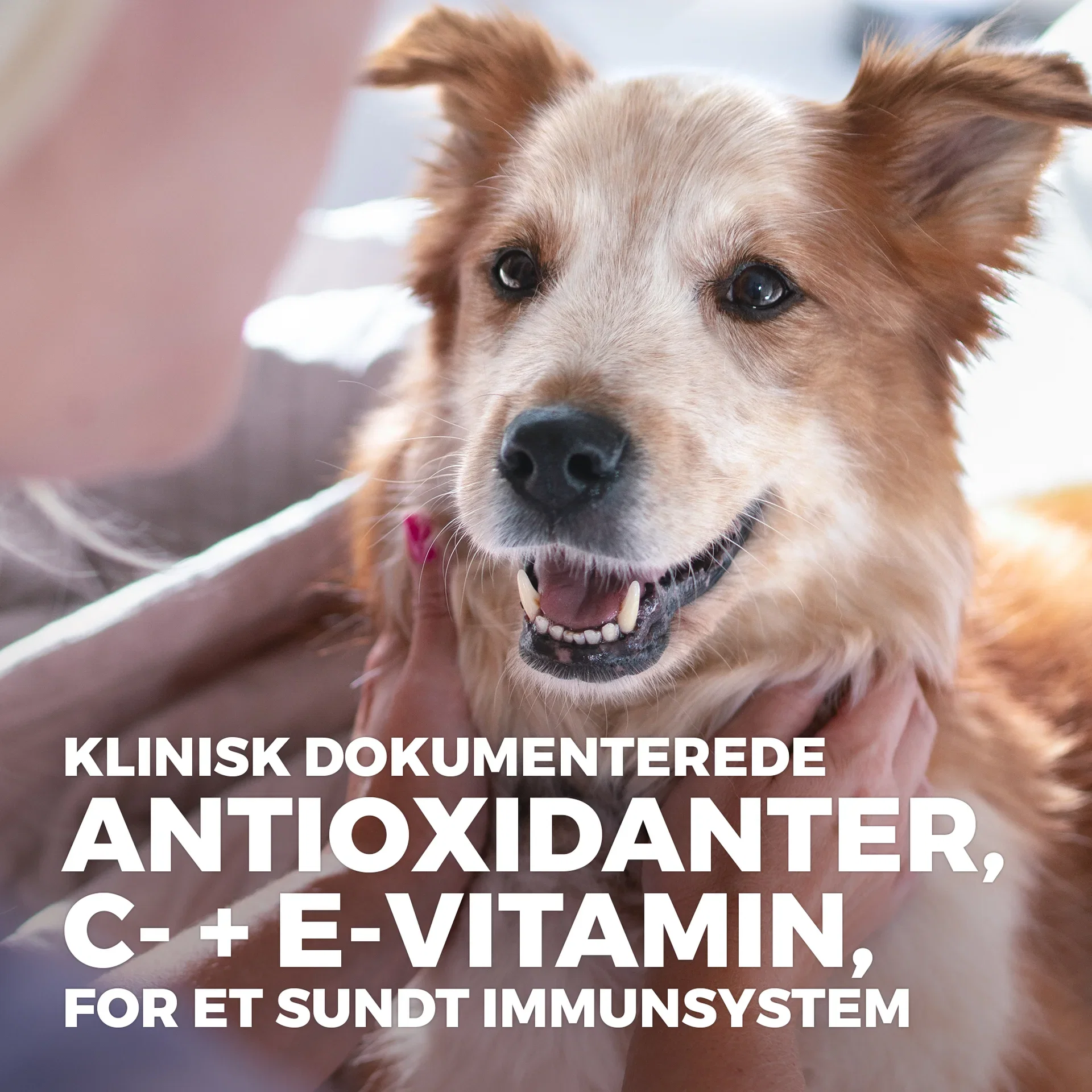 SP Canine Adult Small&Mini Chicken 6kg