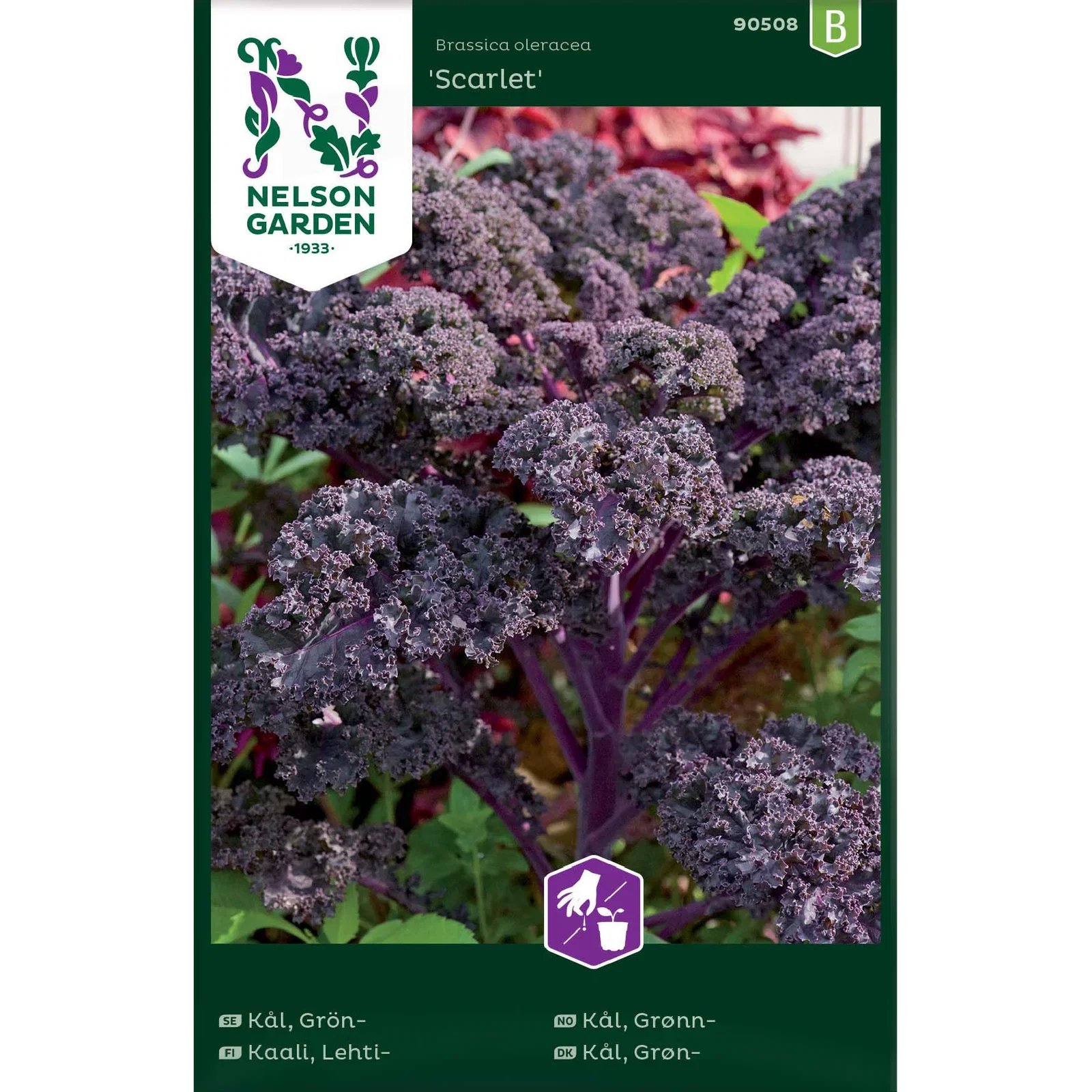 Grönkål 'Scarlet'