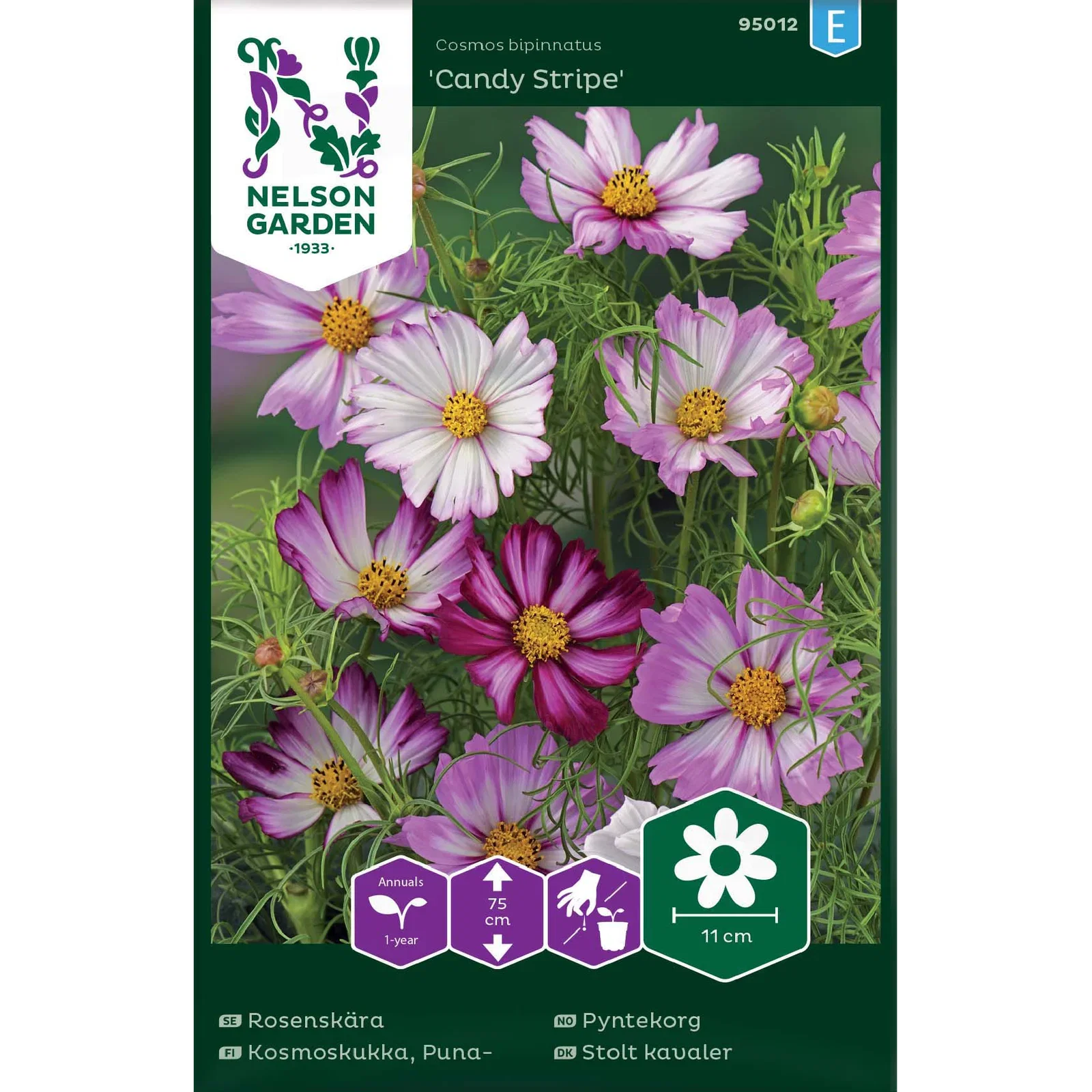 Rosenskära, Candy Stripe