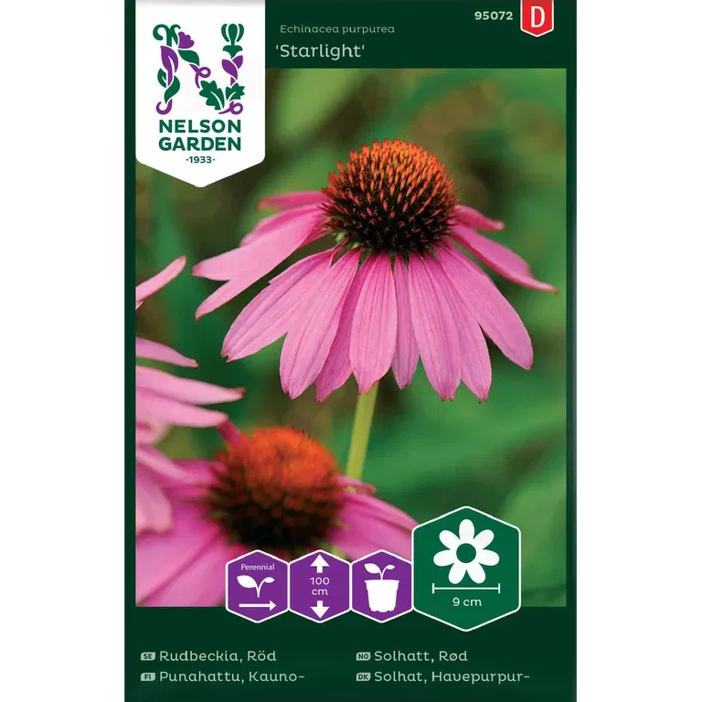 Röd Rudbeckia 'Starlight'