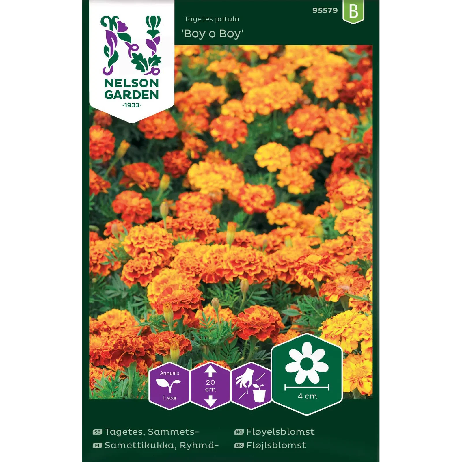 Tagetes, Sammets-, Boy o Boy